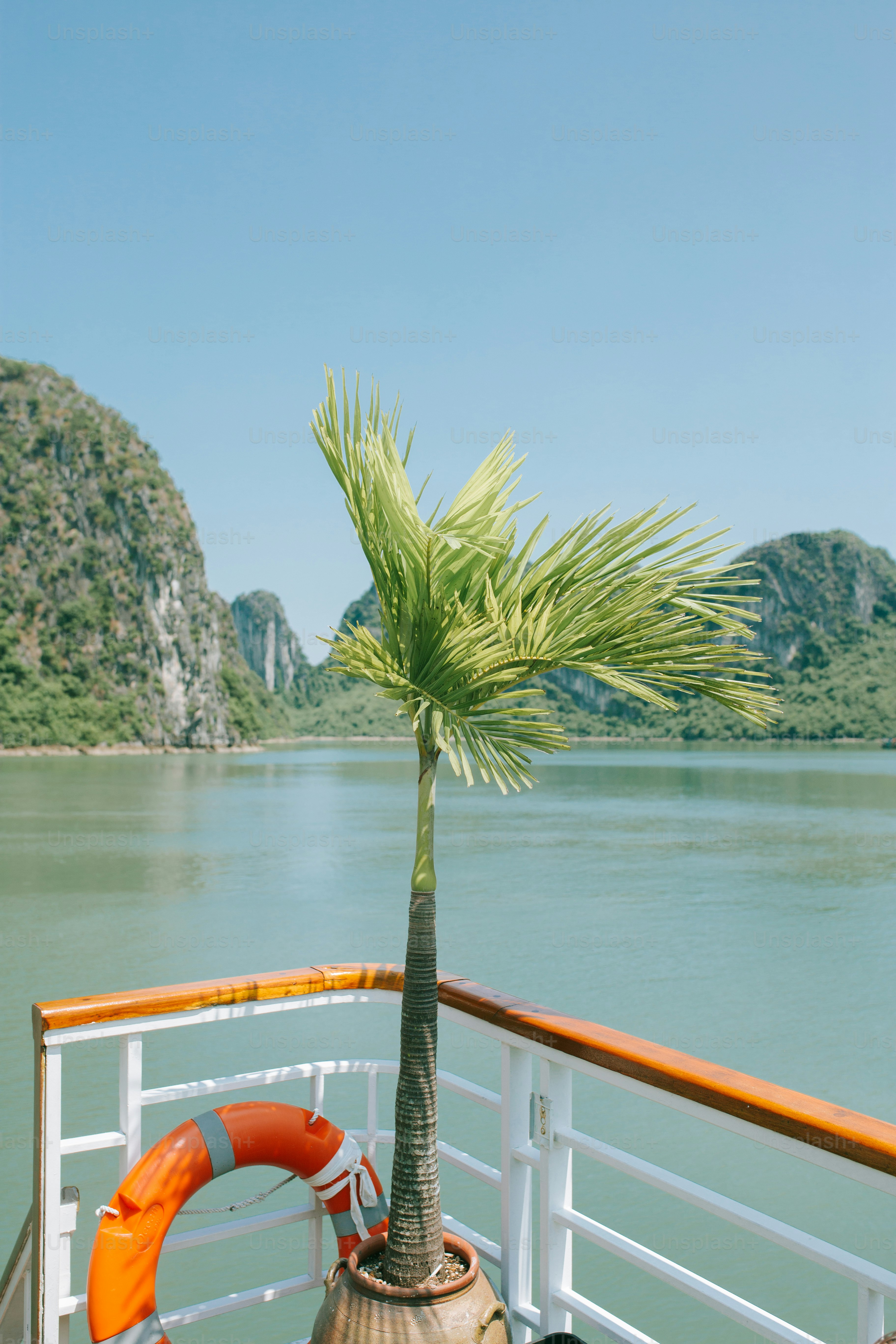 ボートの甲板にあるヤシの木
