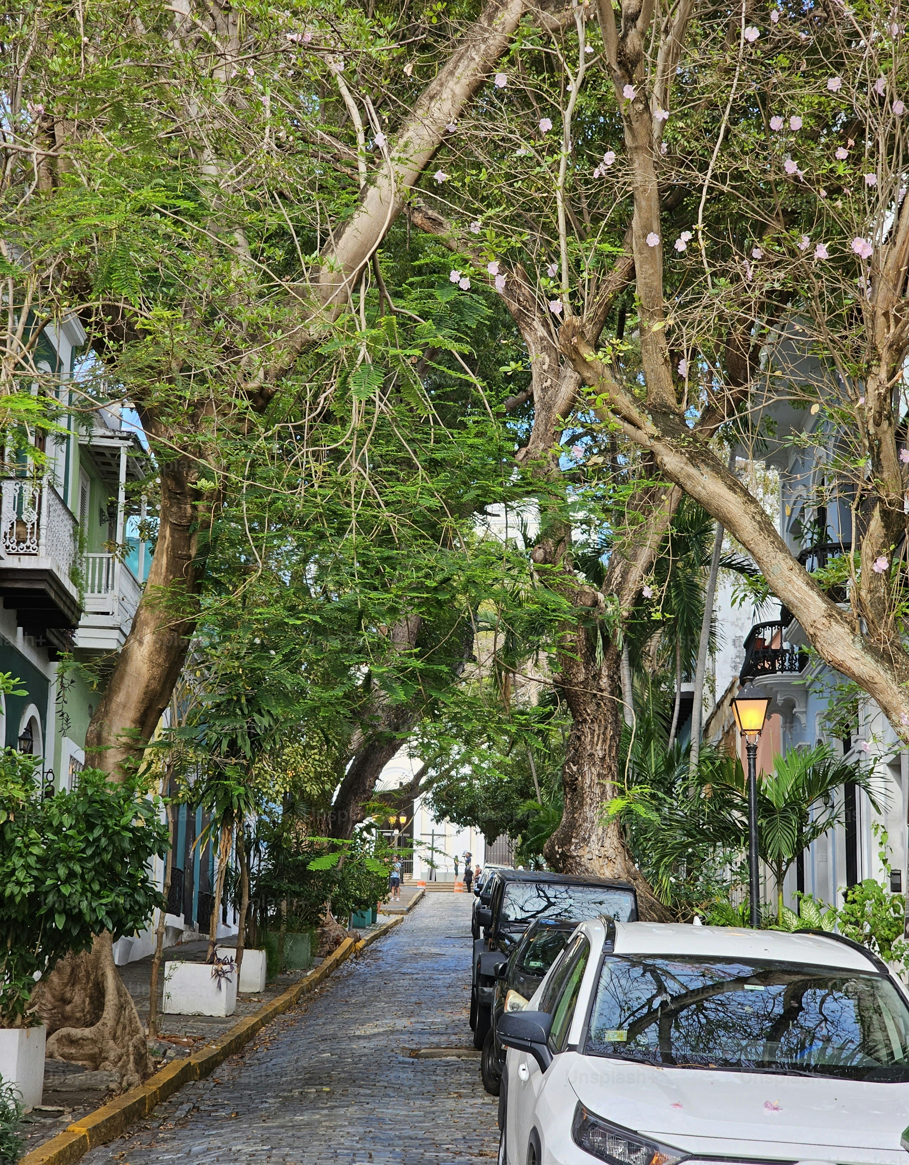 Street in San Juan with old trees, Puerto Rico
