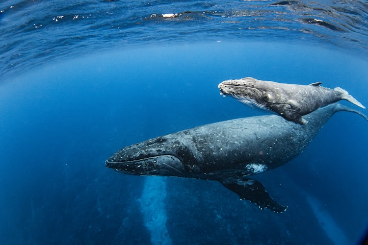 Small-Vessel Whale Watching Experience
