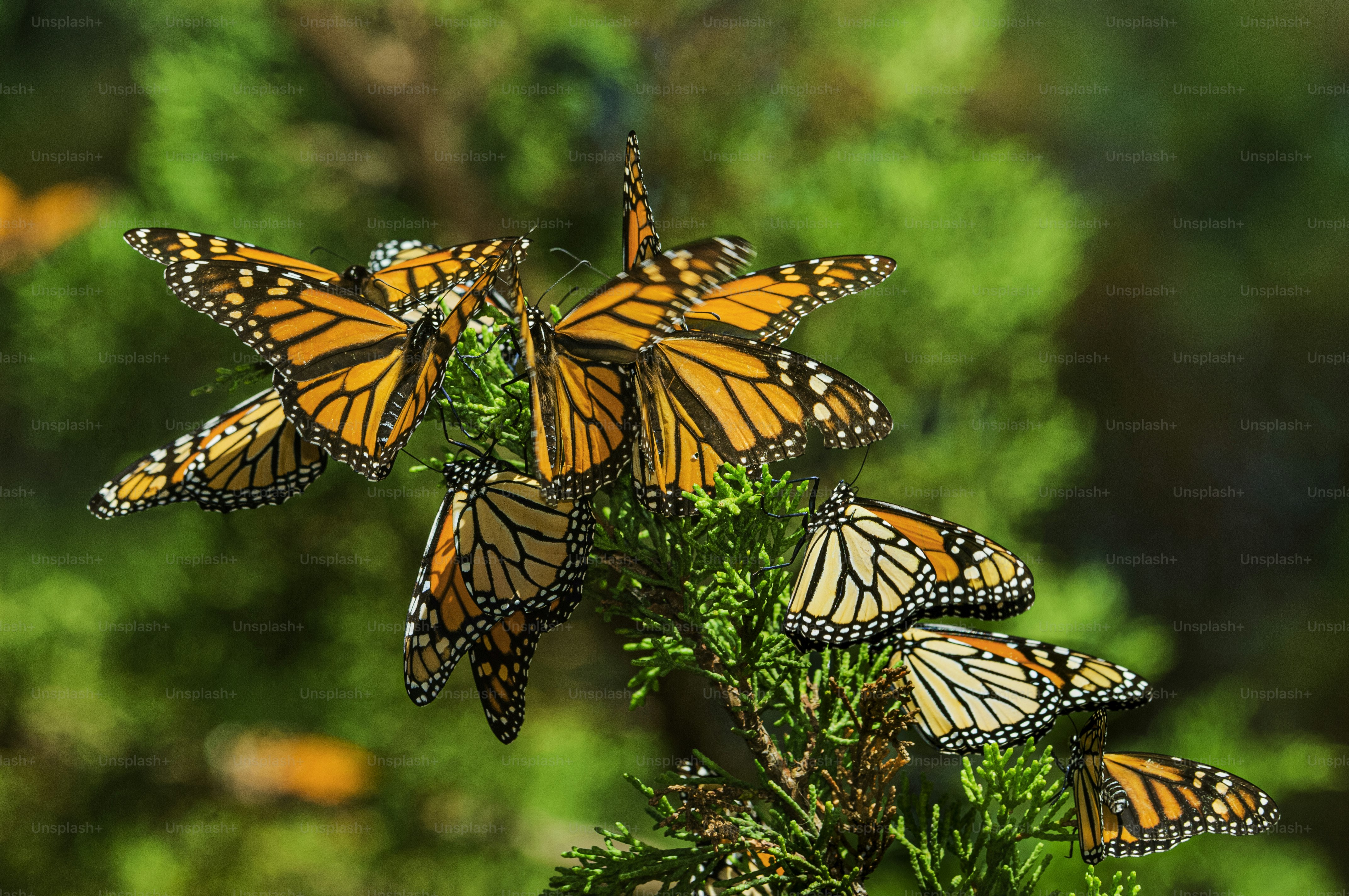 Primer plano de mariposas monarca (Danaus plexippus) descansando en la rama  de un árbol en su área de anidación invernal. Tomada en Santa Cruz,  California, Estados Unidos foto – Imagen de Animal, image size:3000x1993