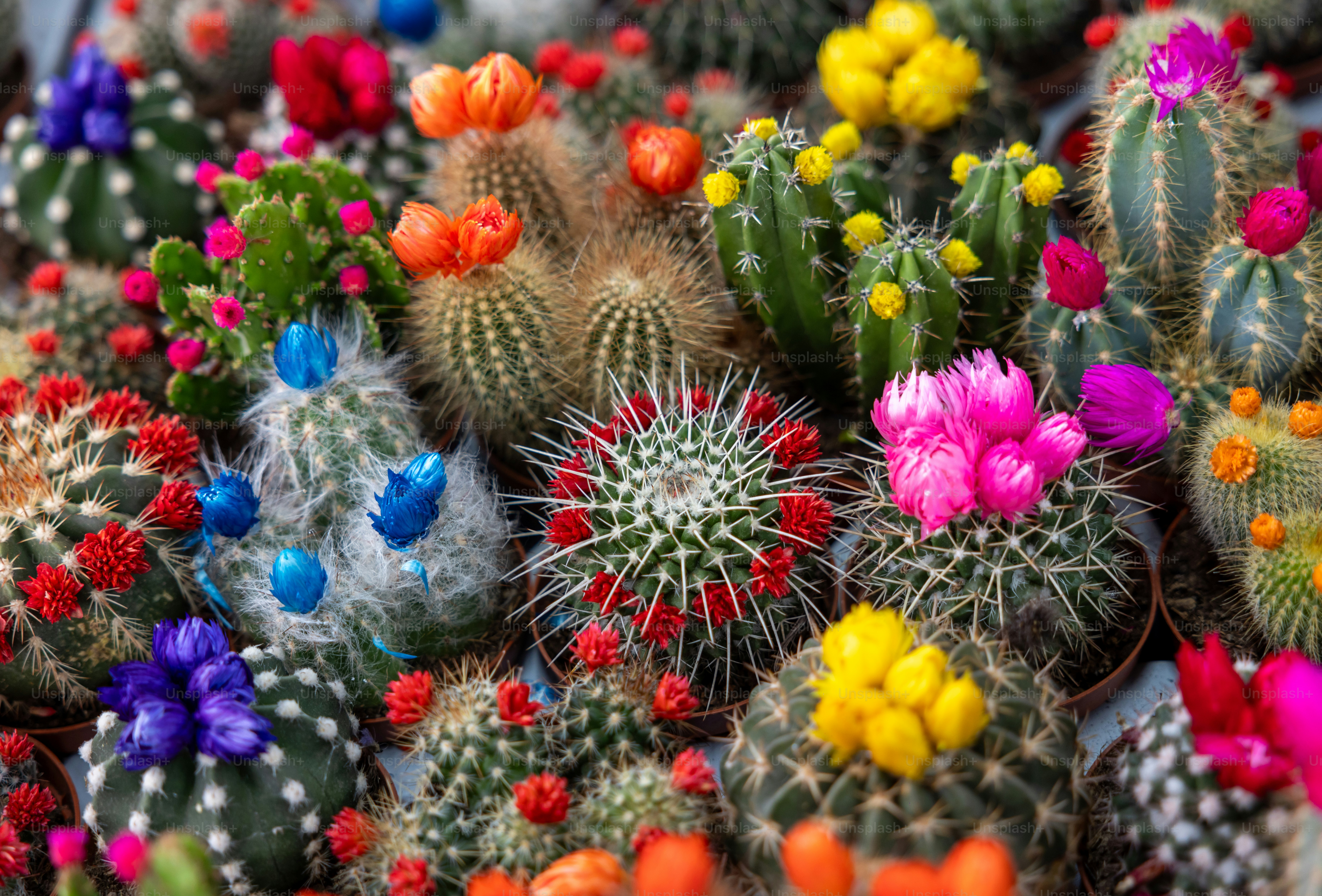Imágenes de Cactus En Flor | Descarga imágenes gratuitas en Unsplash, image size:3000x2034