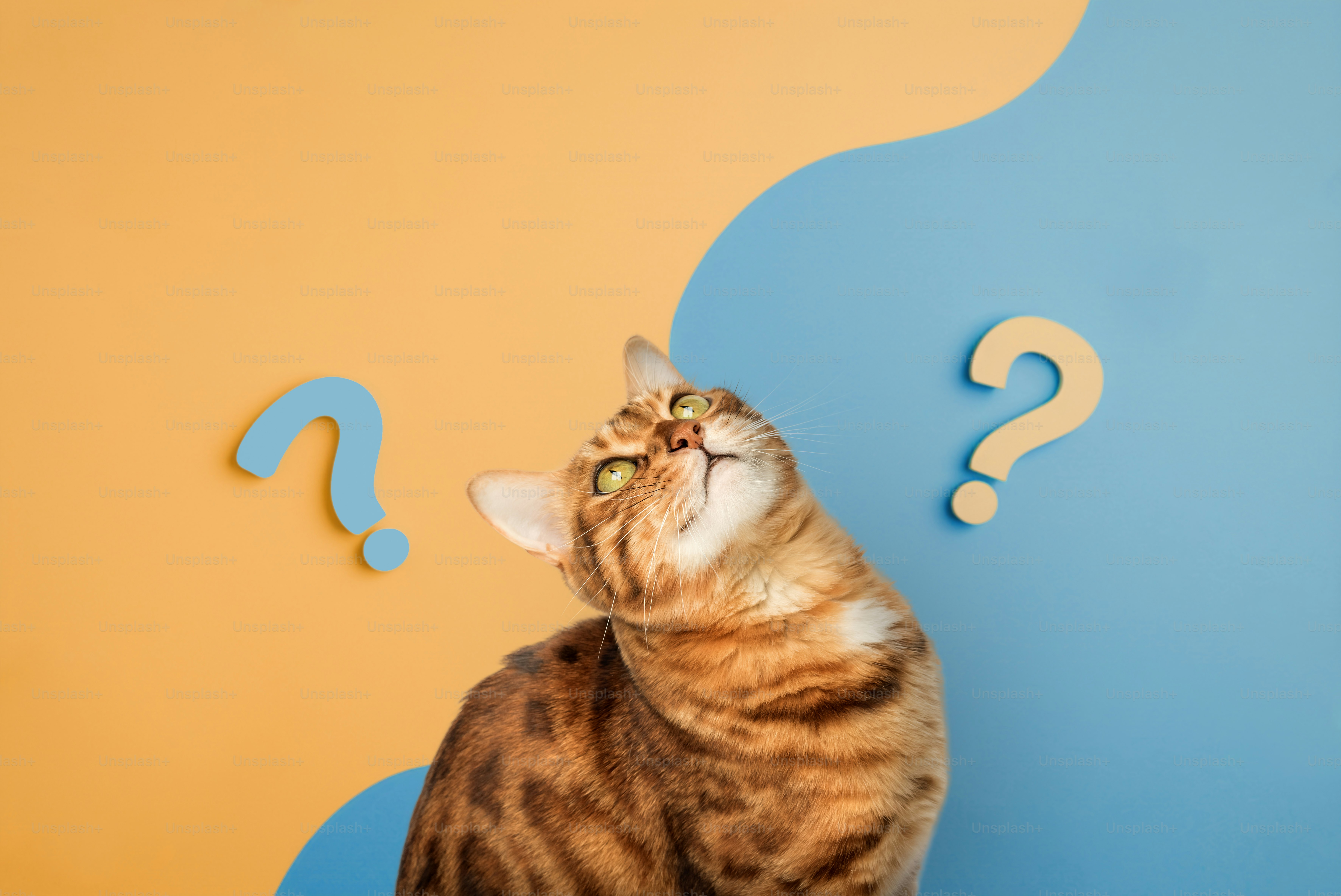 Cute curious cat with question marks on an orange - blue background.