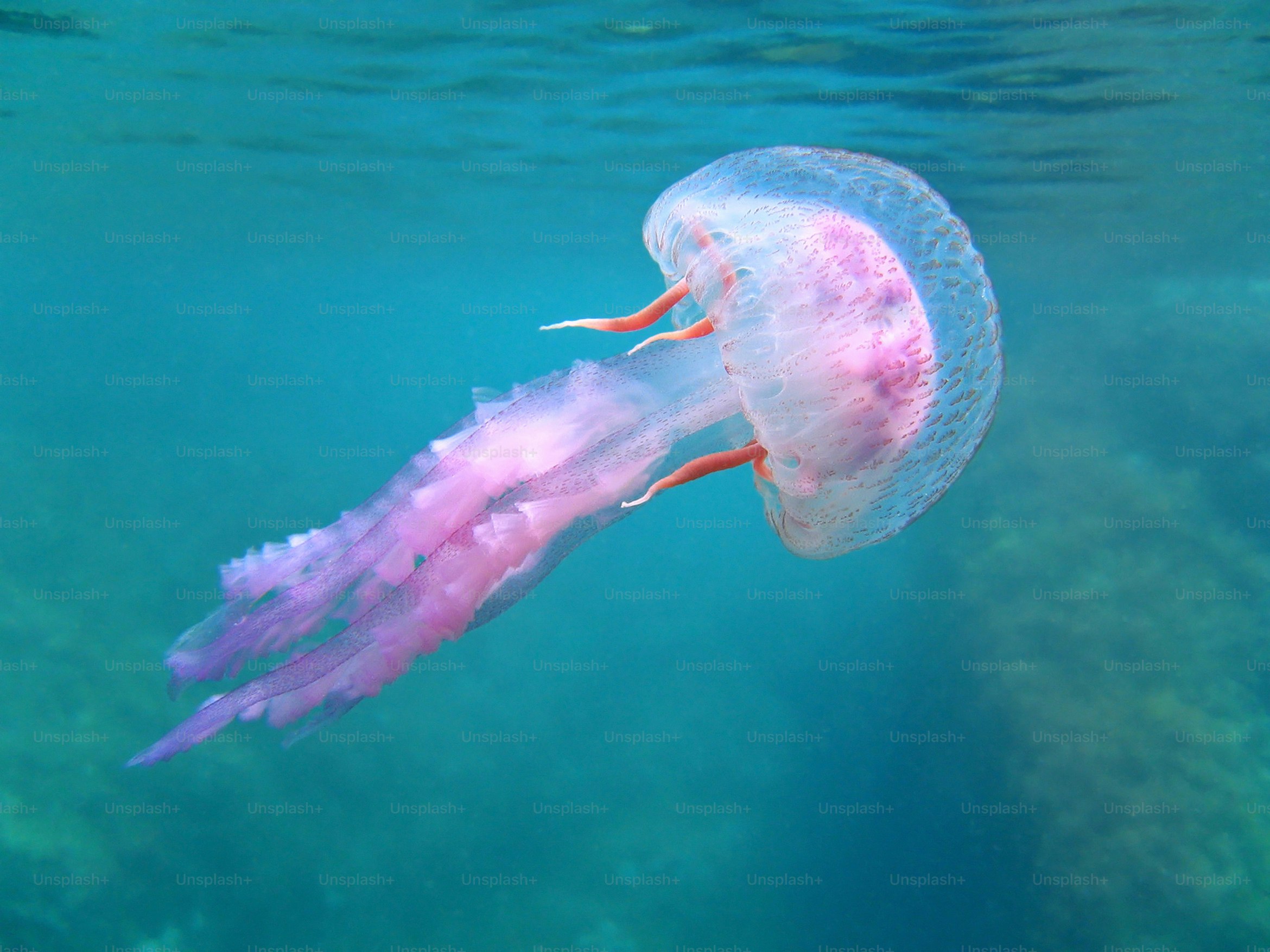 Dangerous jellyfish Pelagia Noctiluca near surface, Mediterranean sea, Corsica, France