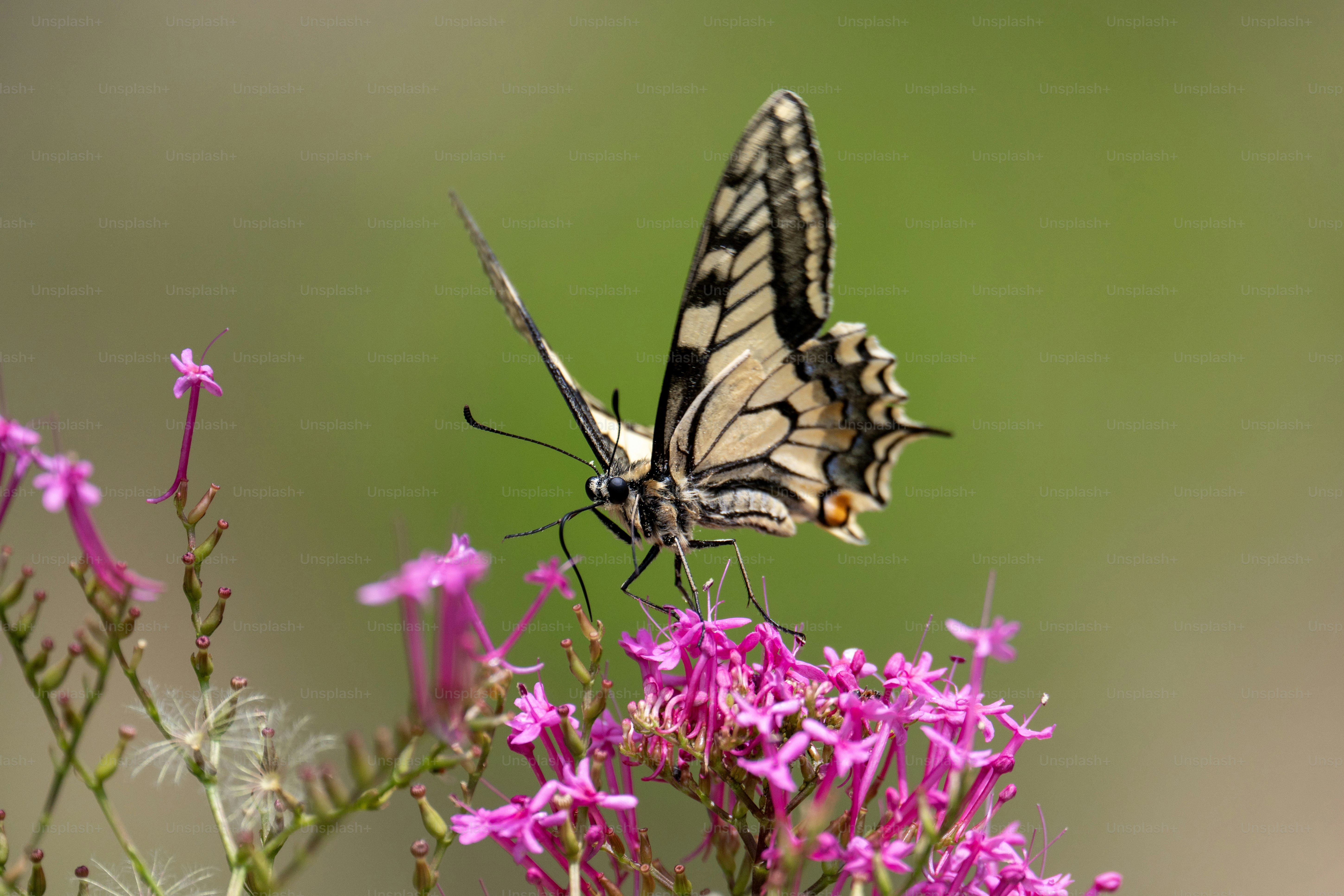 Farfalla Macaone sulla Valeriana