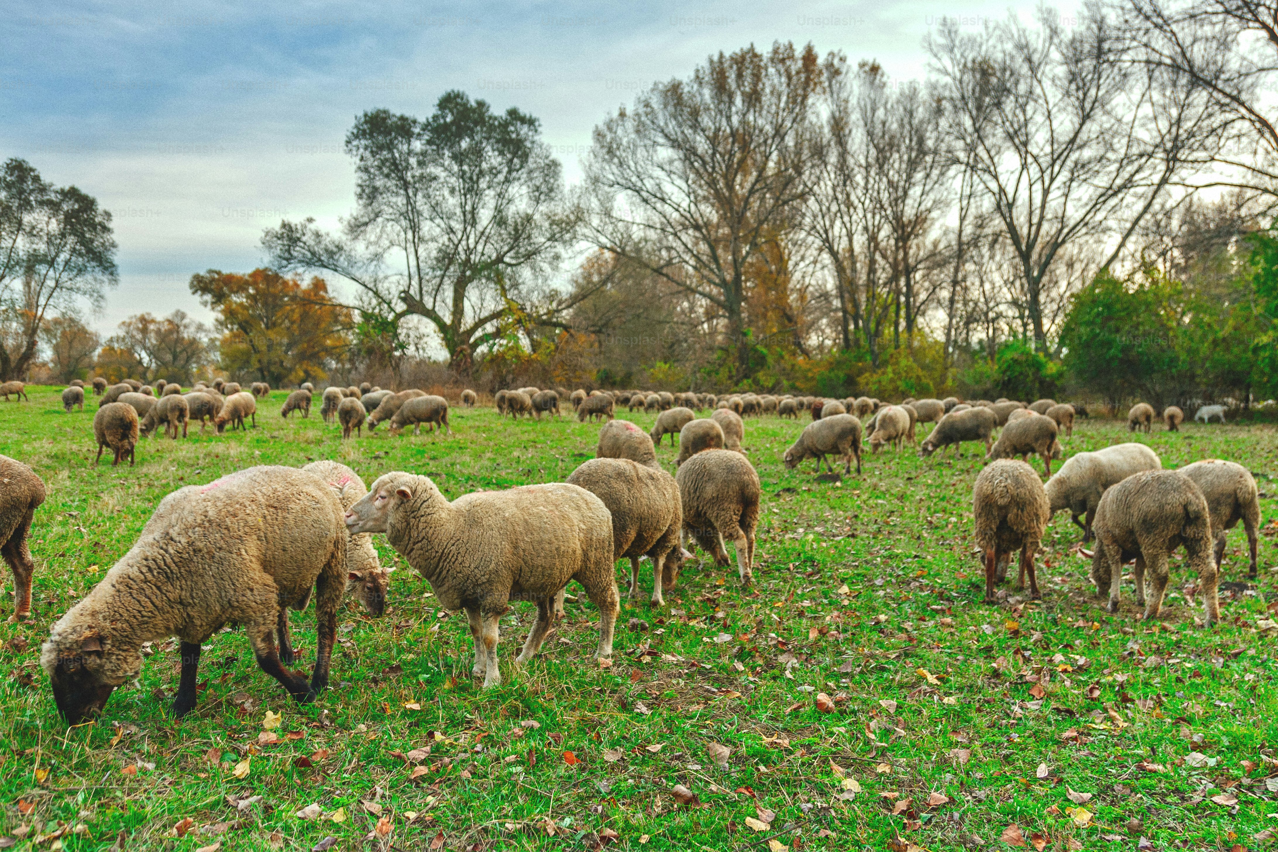 A flock of sheep grazes peacefully in the autumn landscape, with vibrant fall foliage and the almost bare trees creating a picturesque, serene scene.