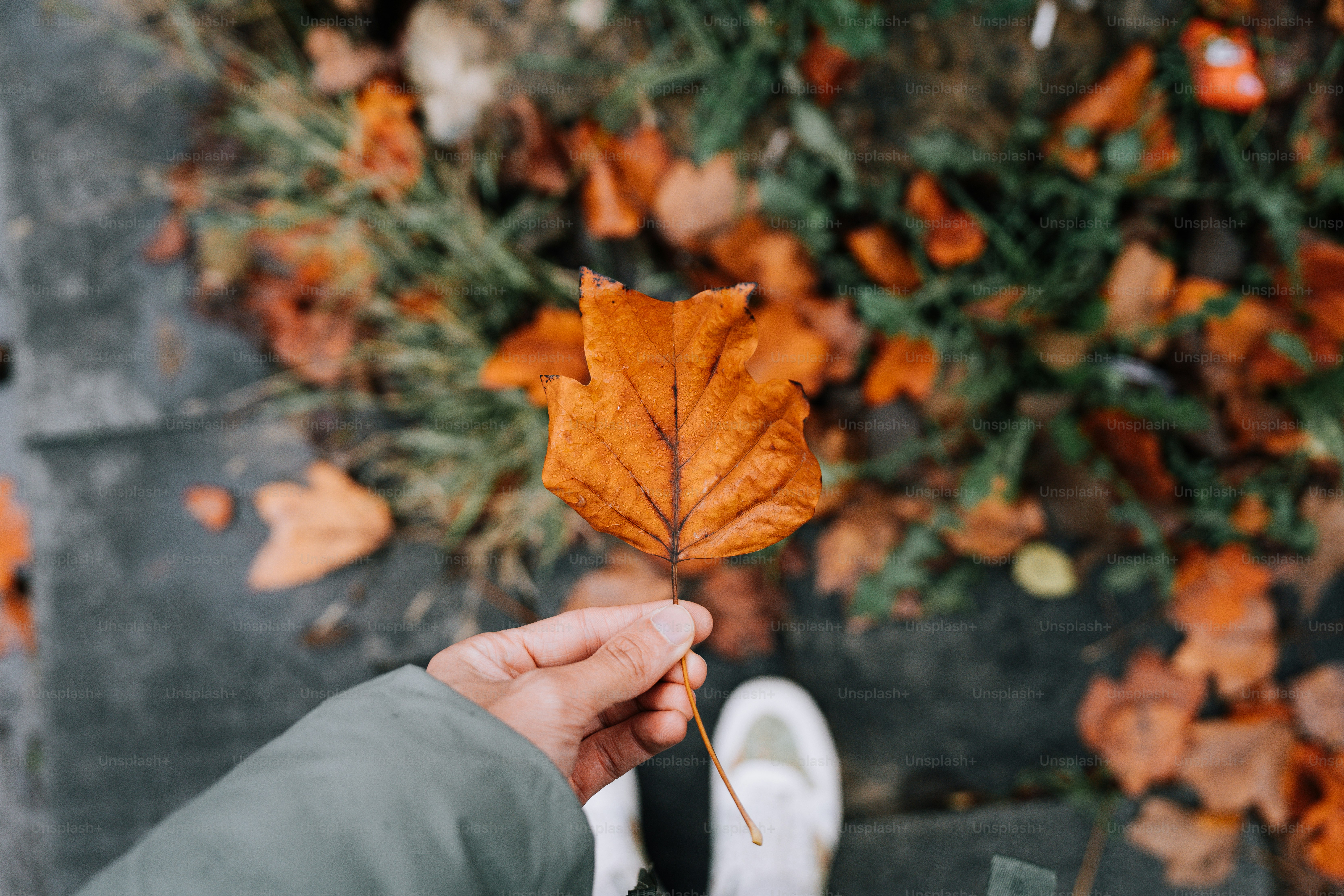 A person holding a leaf in their hand