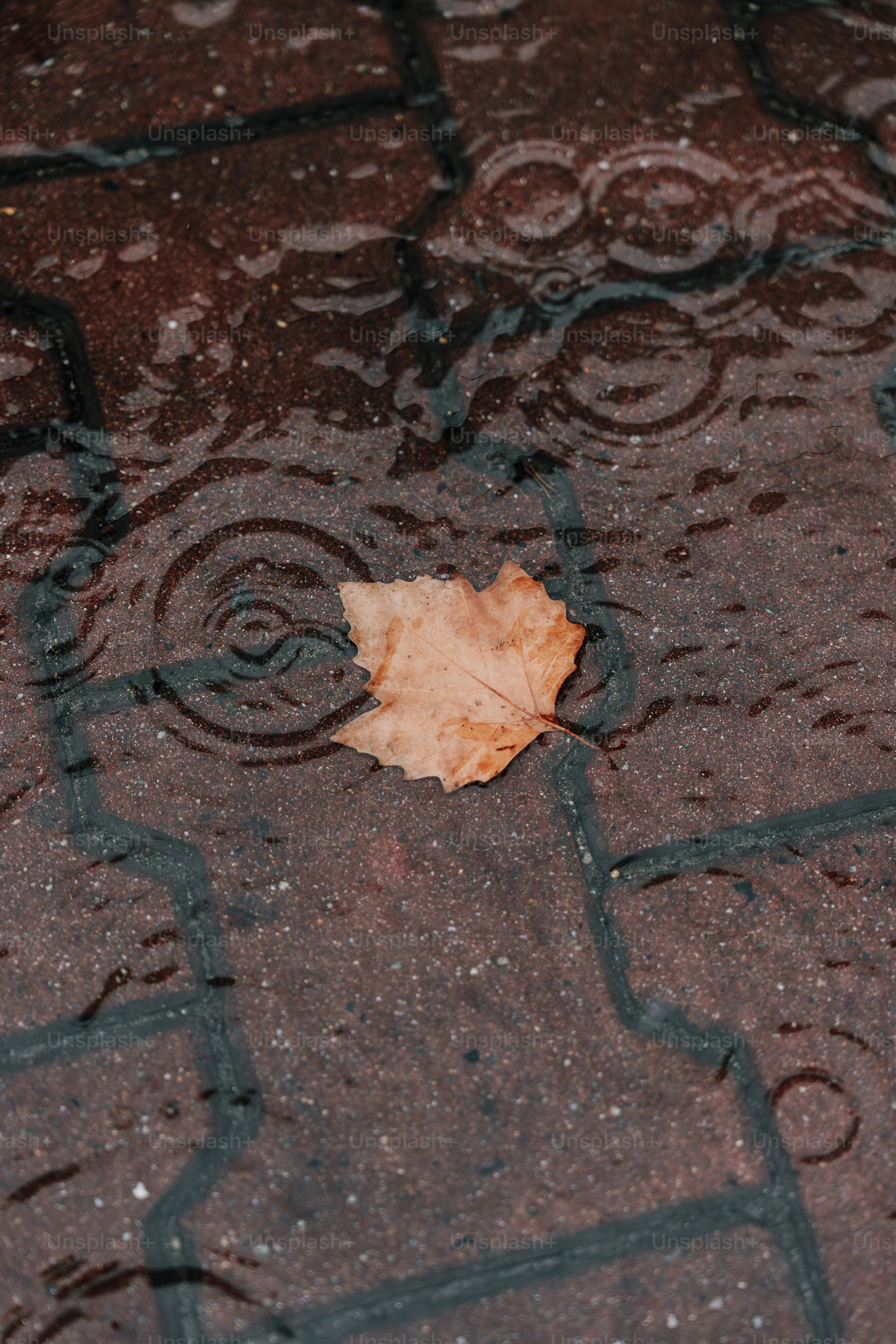 A leaf that is laying on the ground