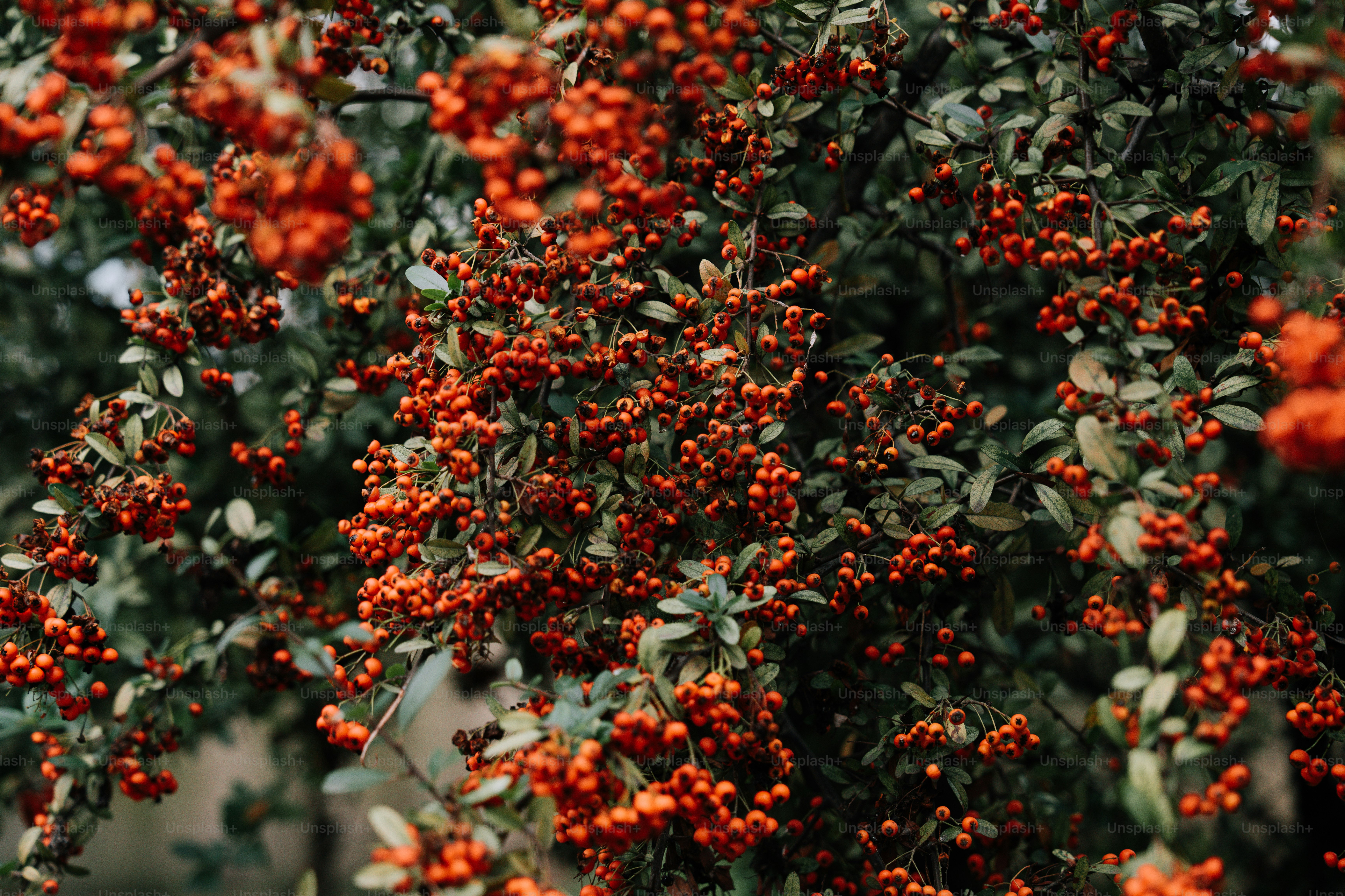 A bunch of red berries hanging from a tree