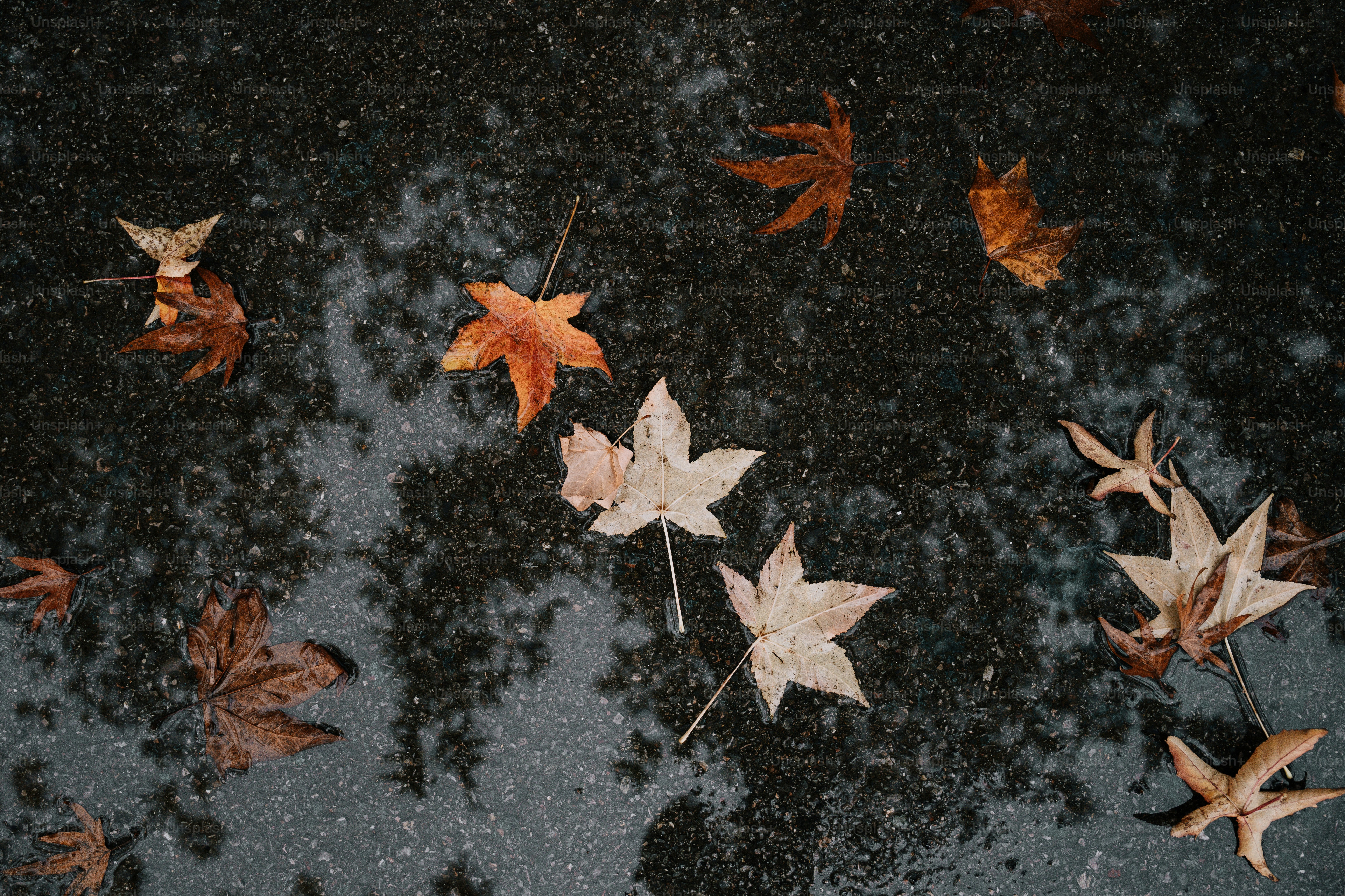 Un groupe de feuilles flottant au-dessus d’une flaque d’eau