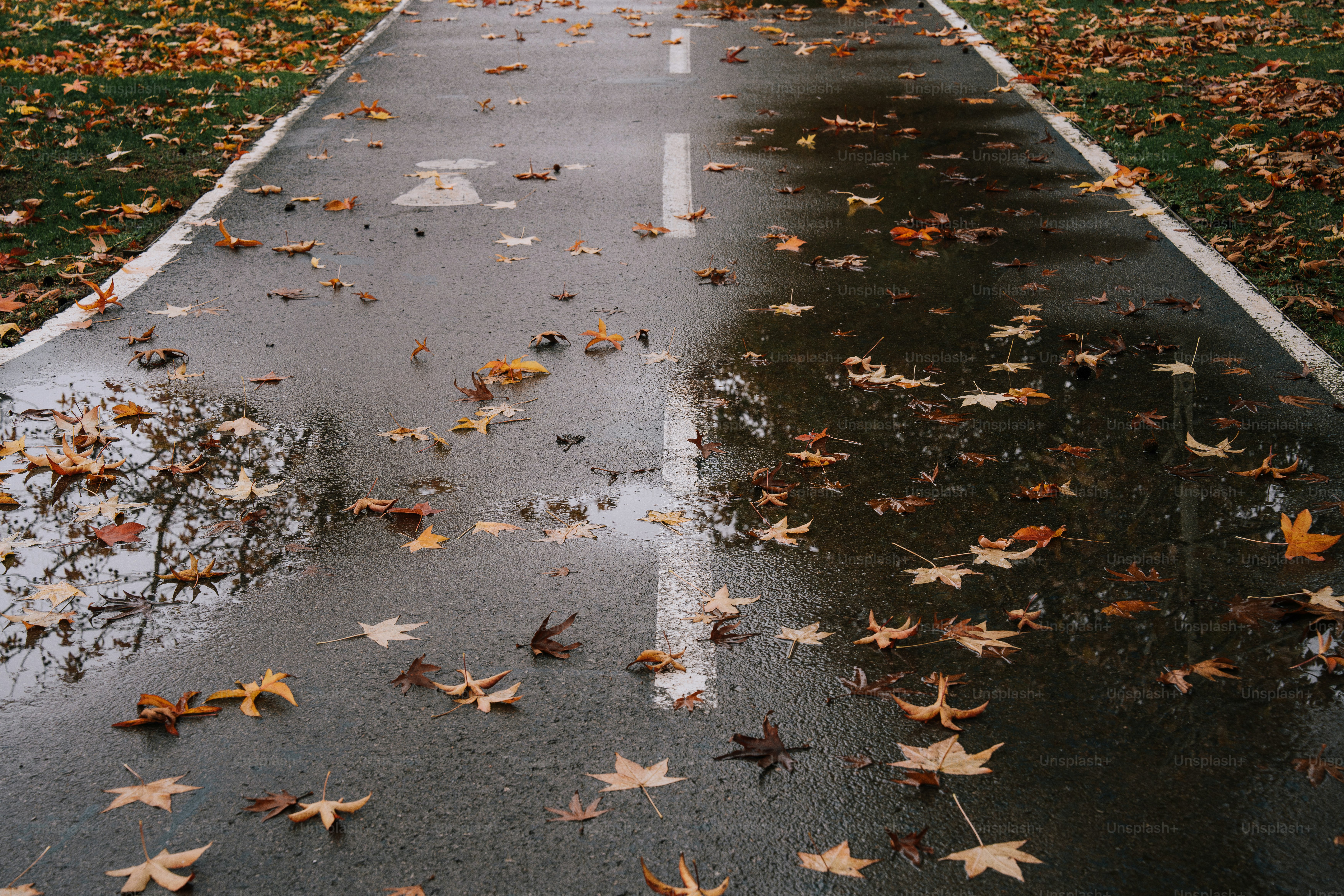 A wet sidewalk with leaves on the ground