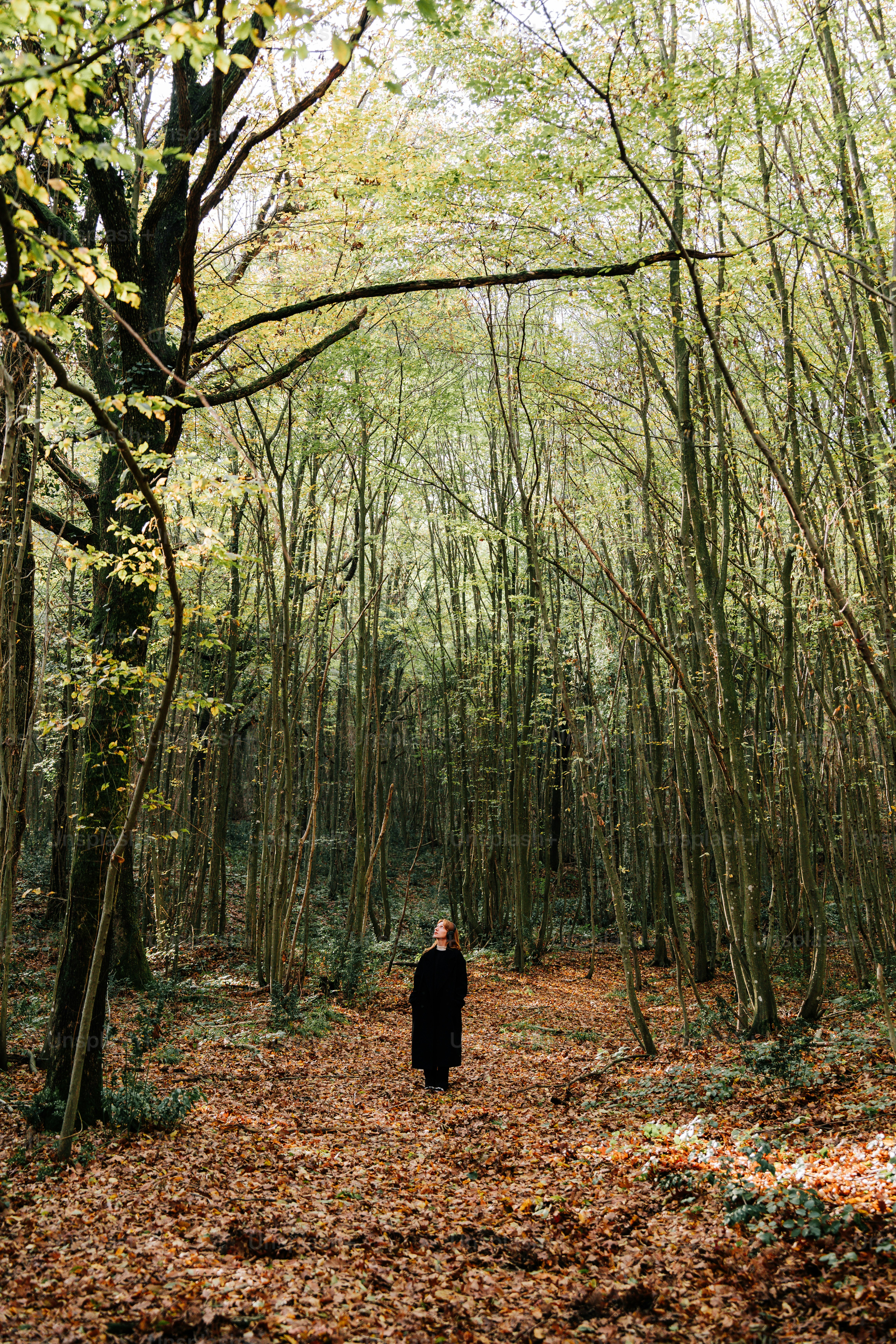 A person standing in the middle of a forest
