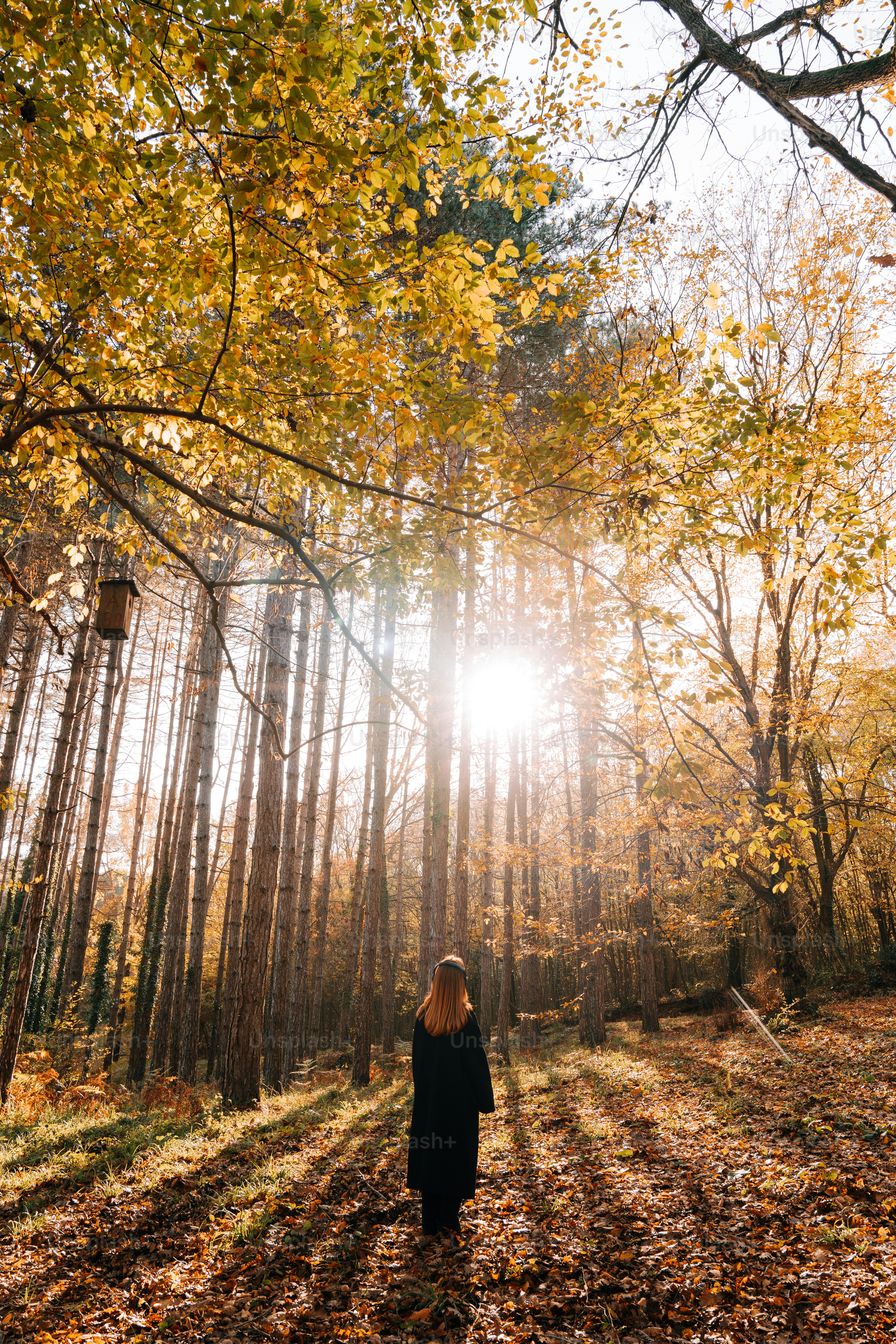 A woman walking through a forest in the fall
