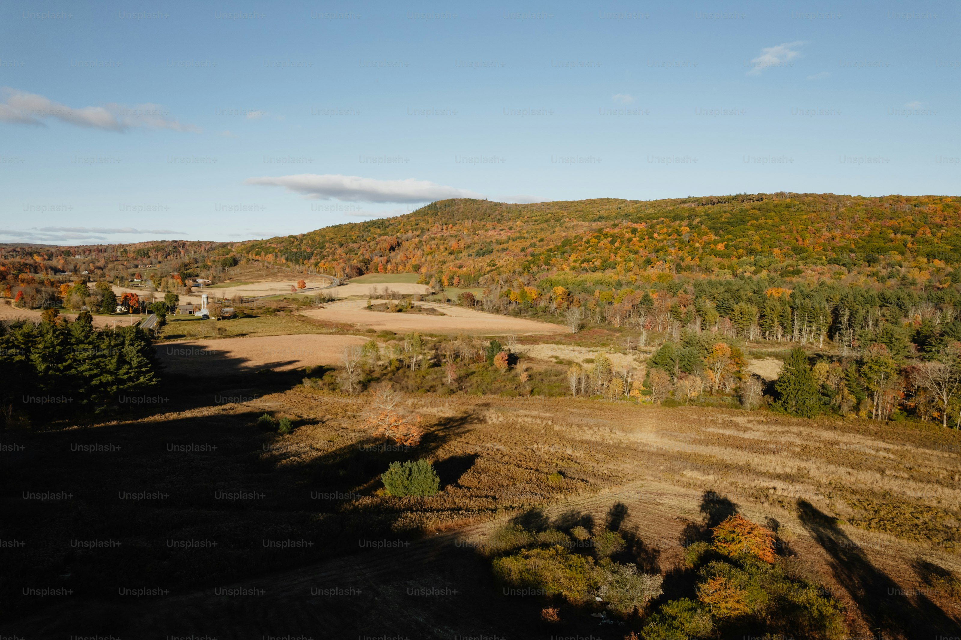 A dirt road in the middle of a forest