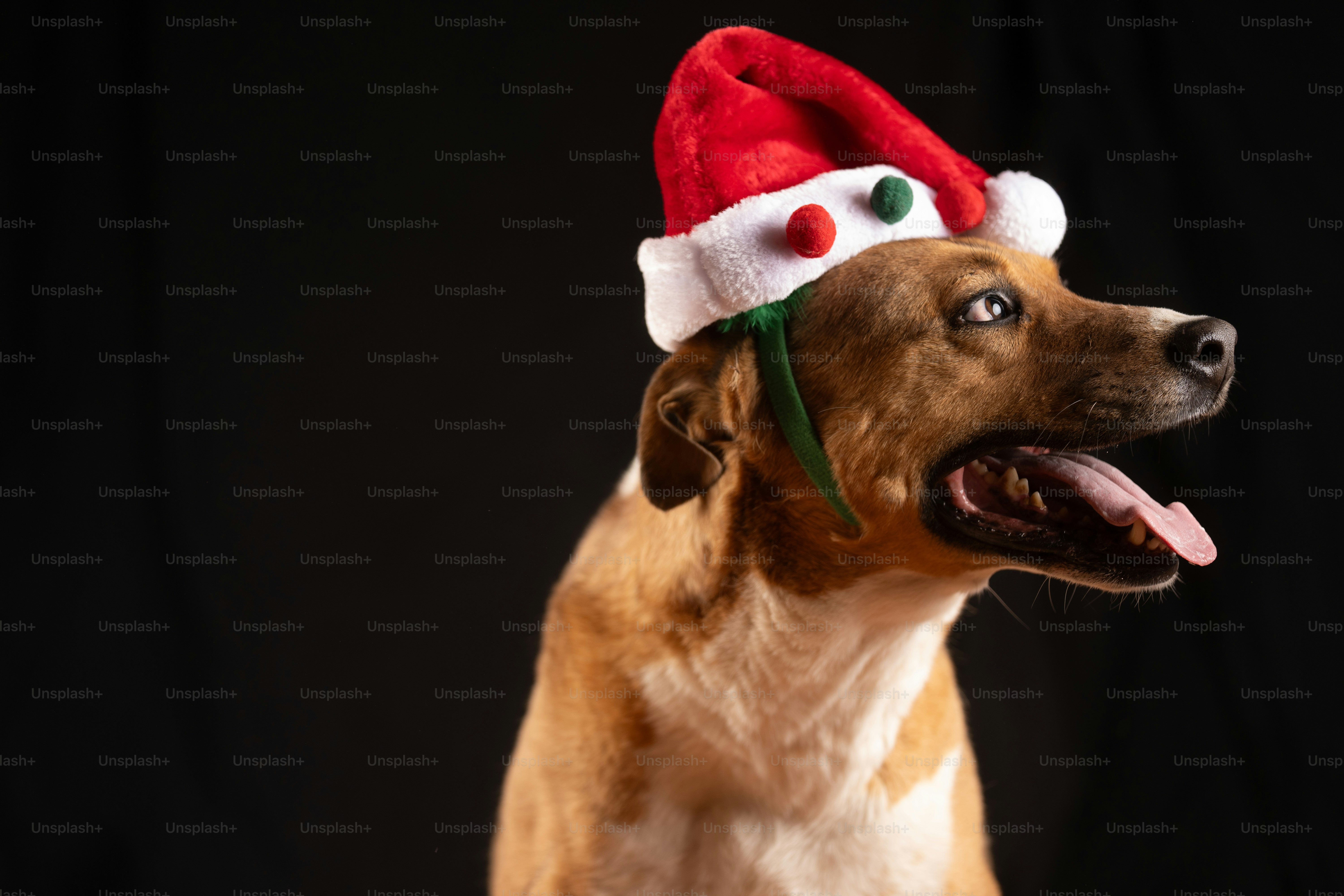 A dog with a santa hat on its head