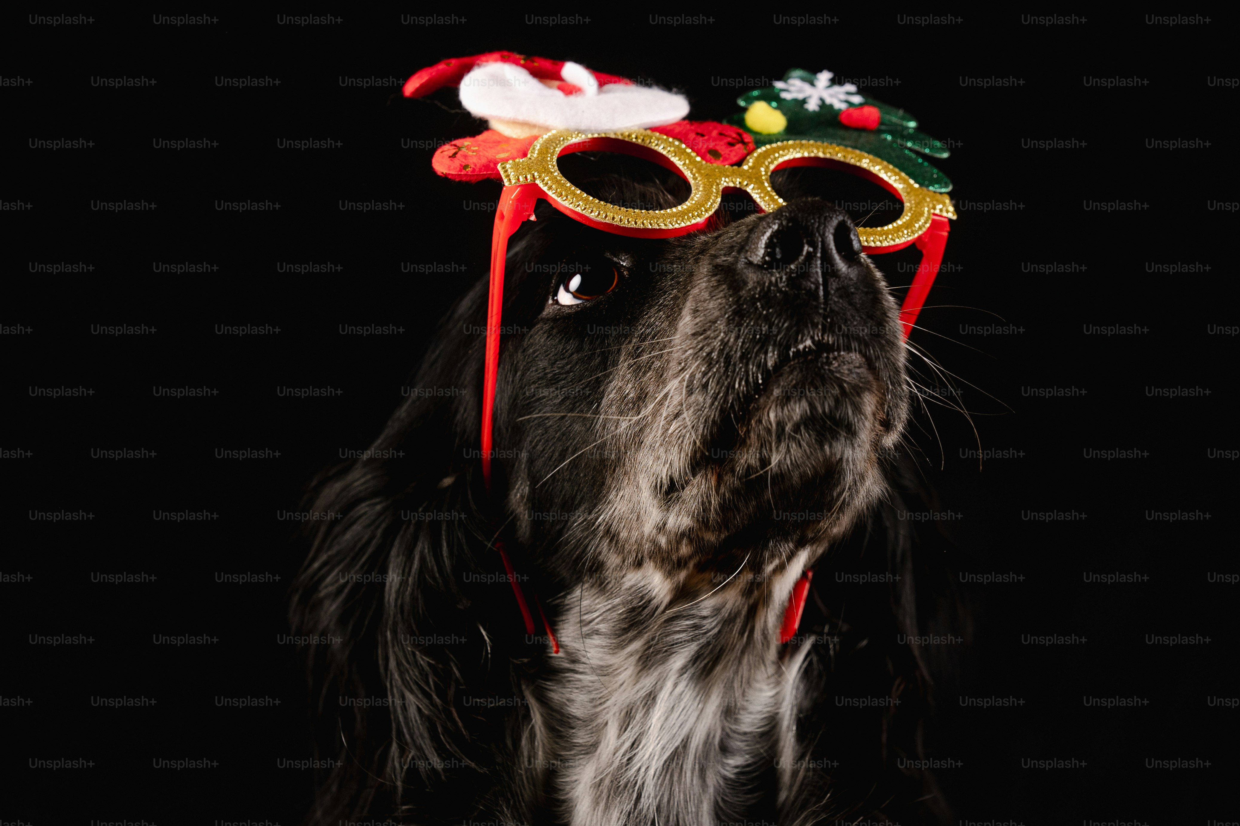 A dog wearing a christmas hat and glasses photo – Dog portrait Image on ...