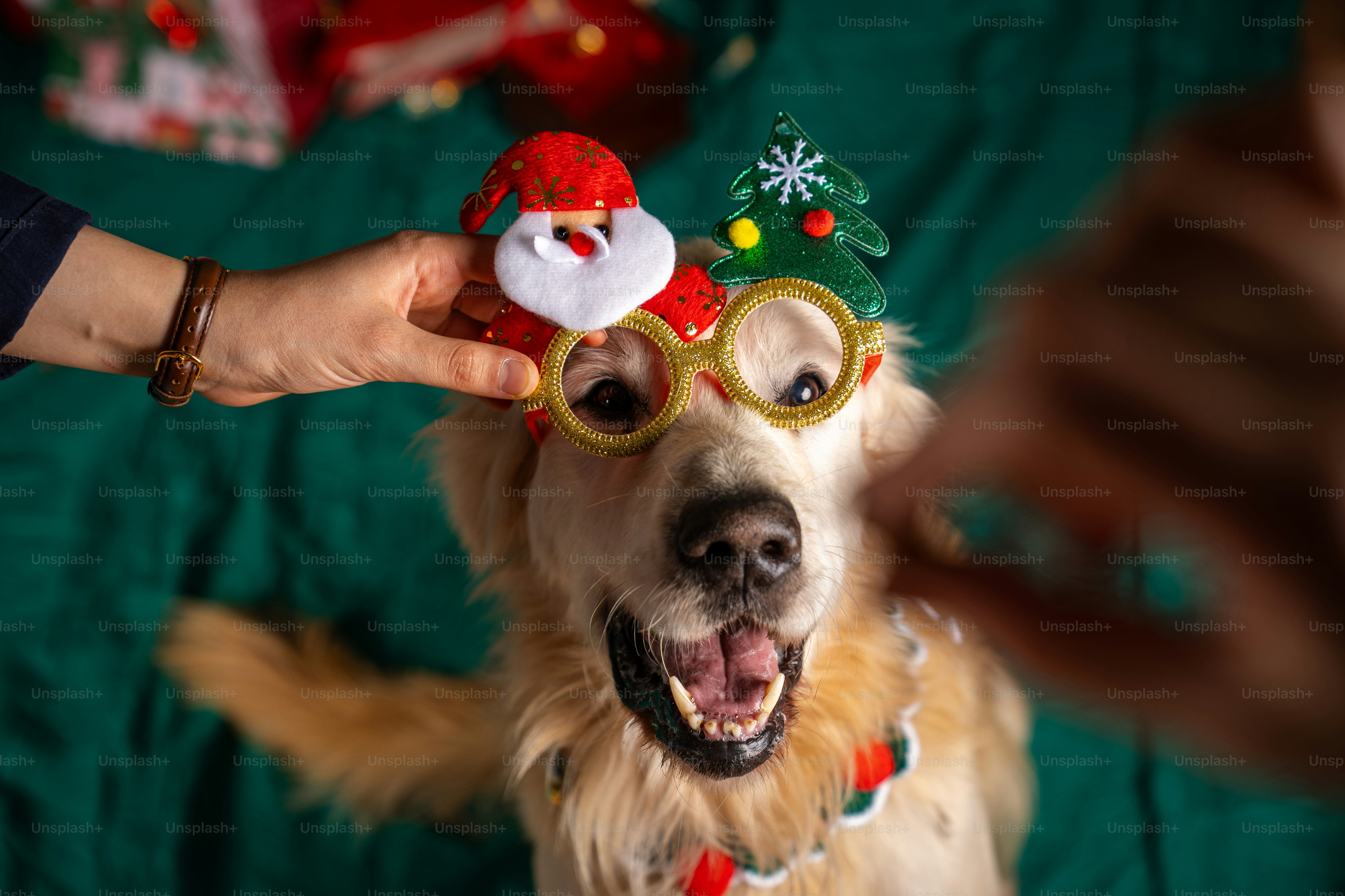 A dog wearing a christmas hat and goggles