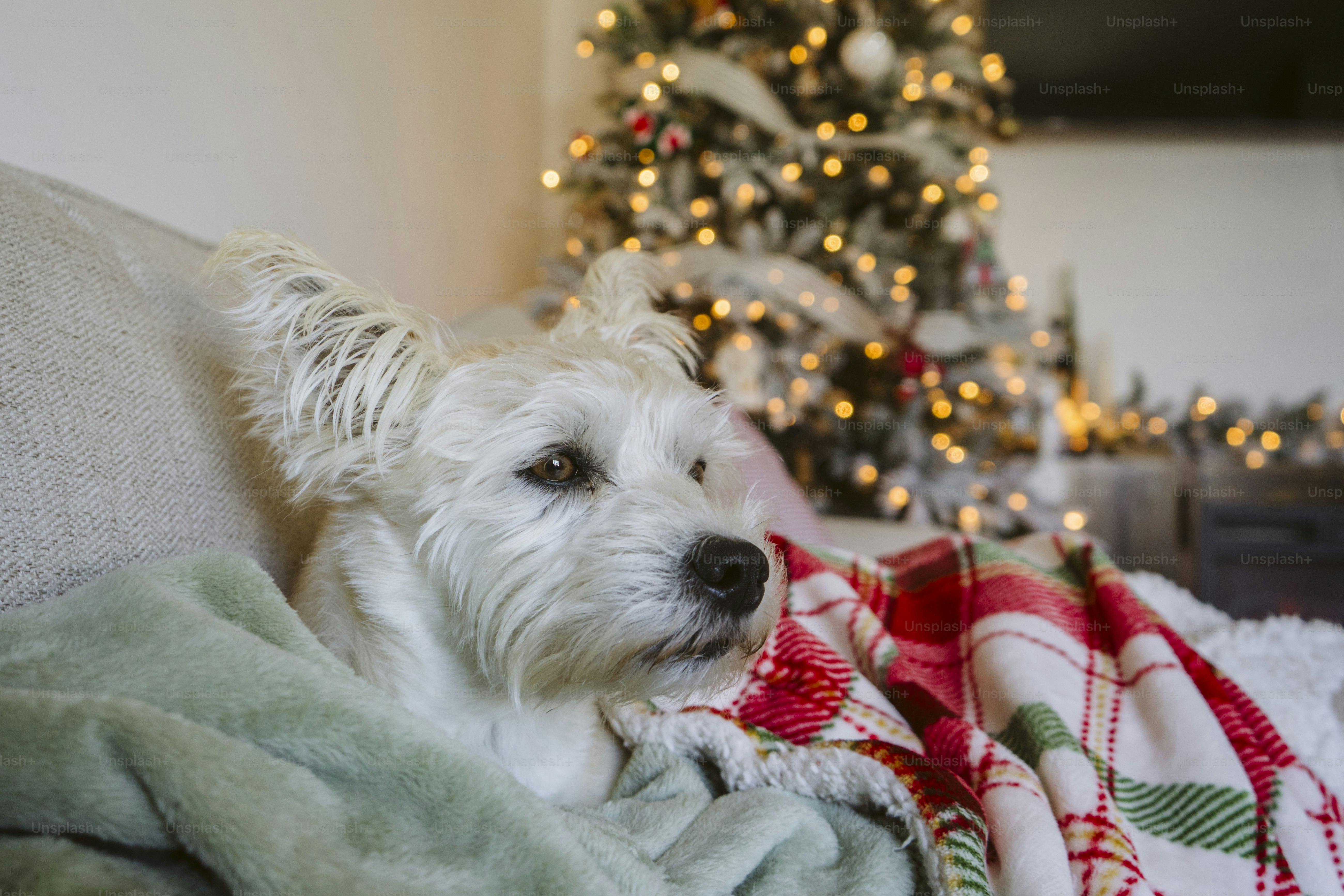 クリスマスツリーの下のベッドの上に横たわる白い犬の写真 – Unsplash