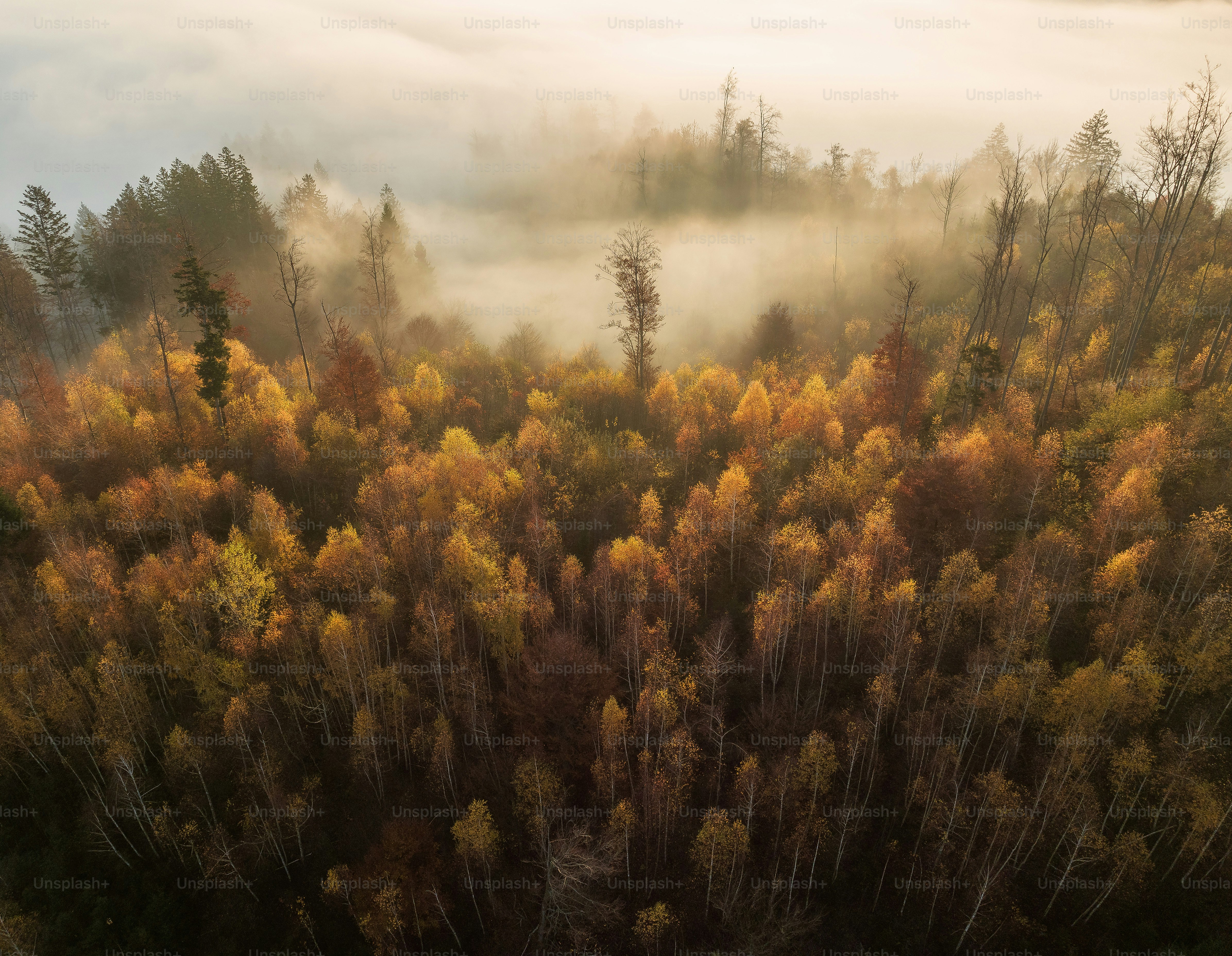 An aerial view of a foggy forest