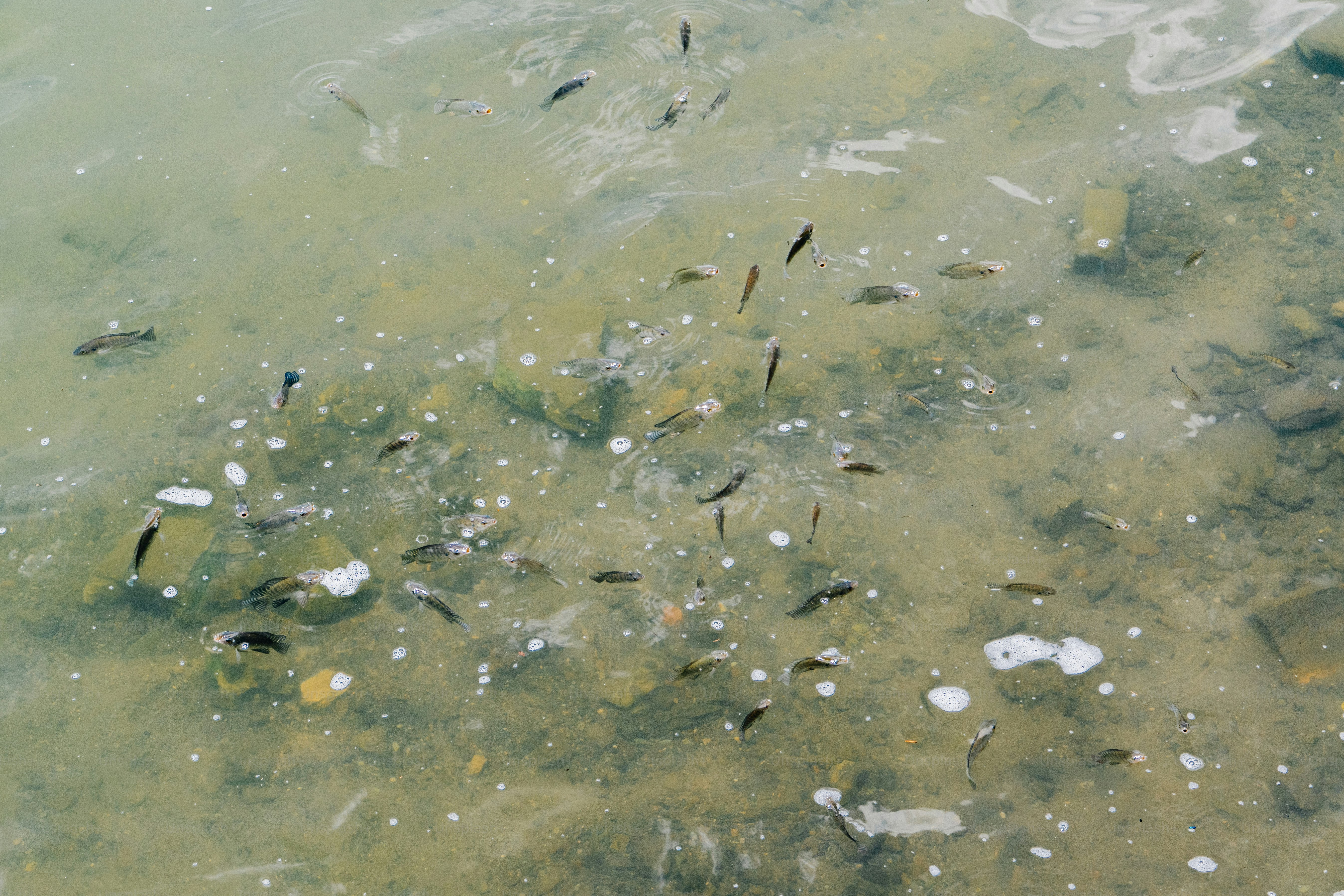 Badan air yang dipenuhi dengan banyak ikan kecil