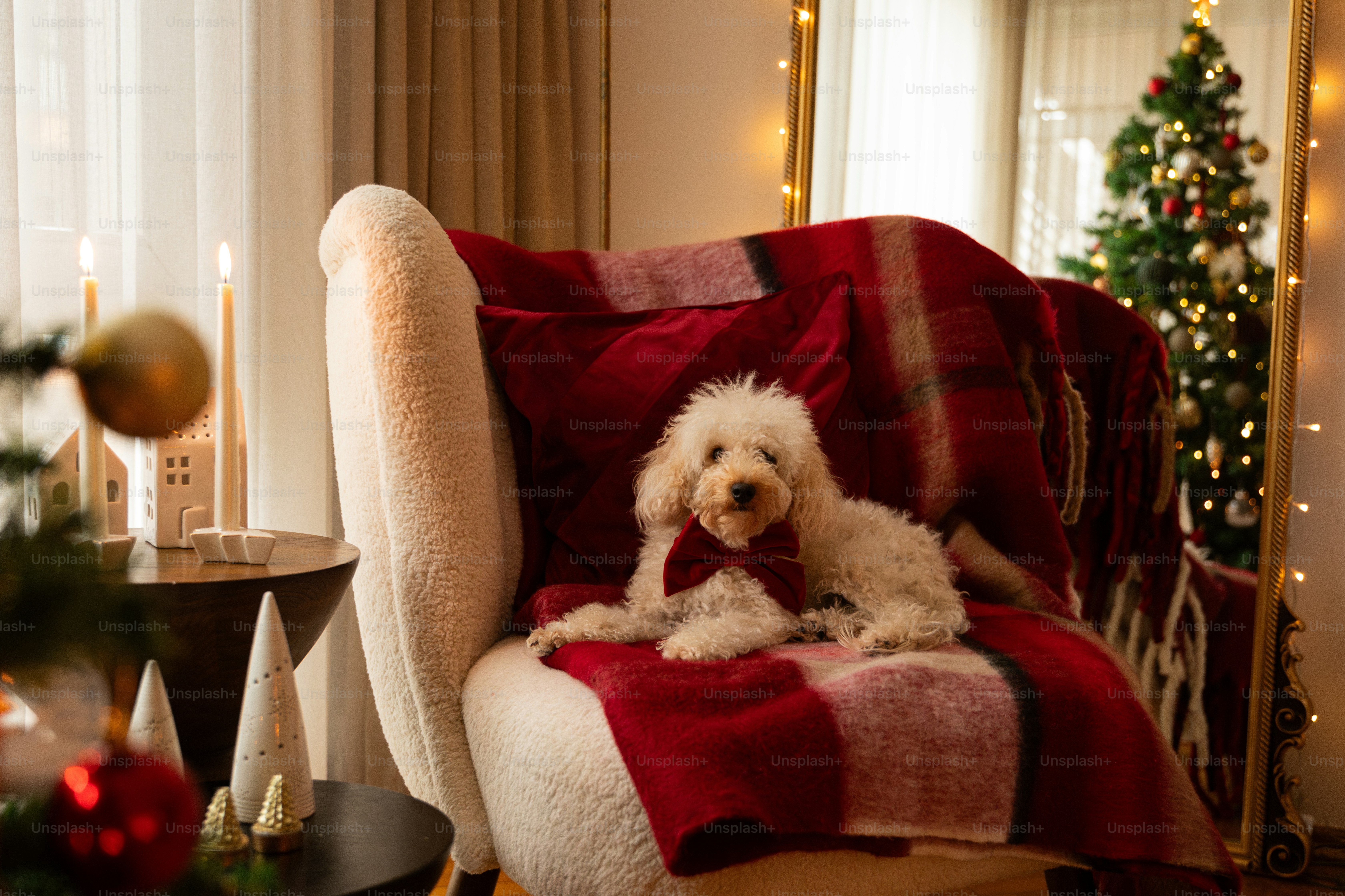Un cane è seduto su una coperta su una sedia