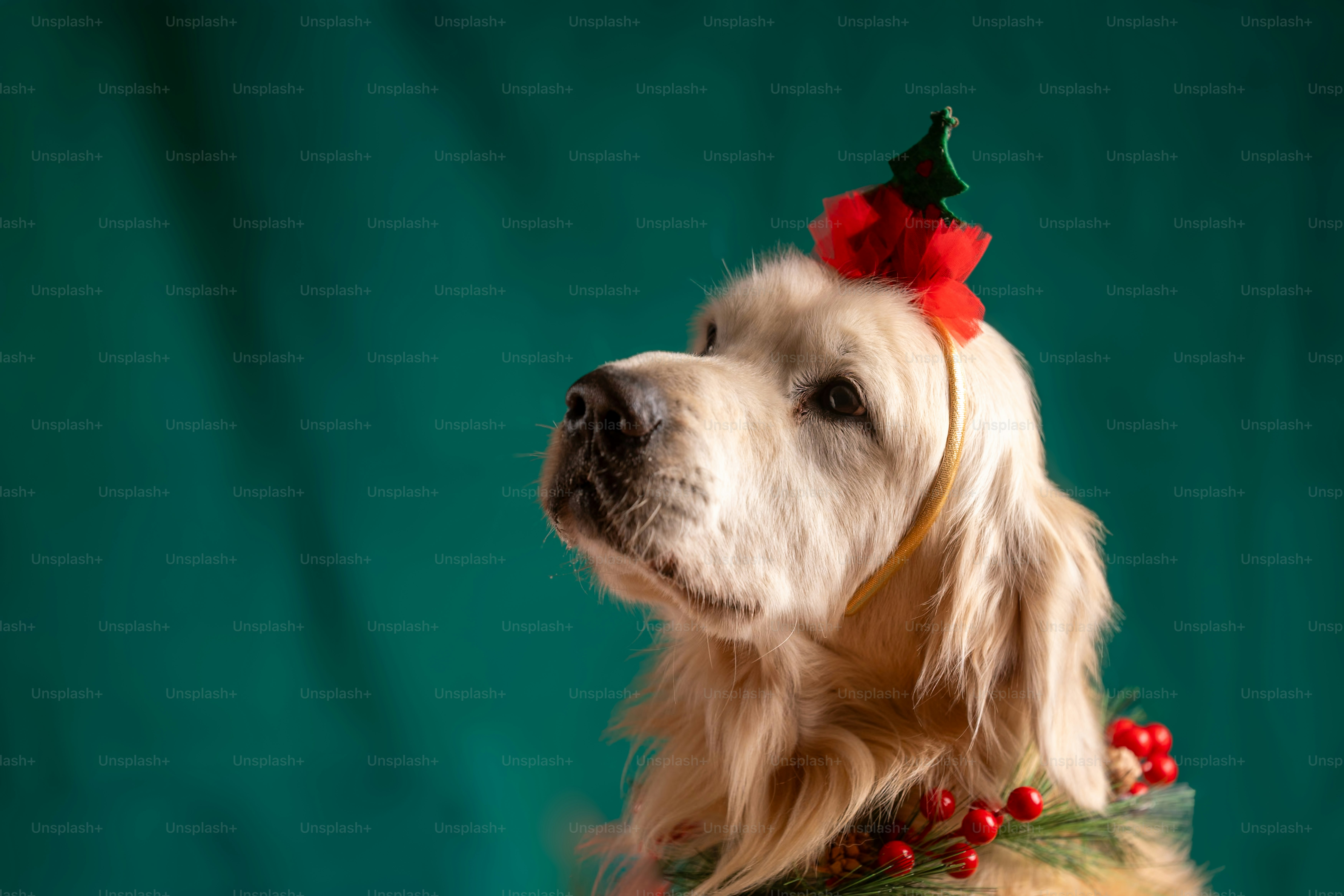 頭にクリスマスハットをかぶった犬