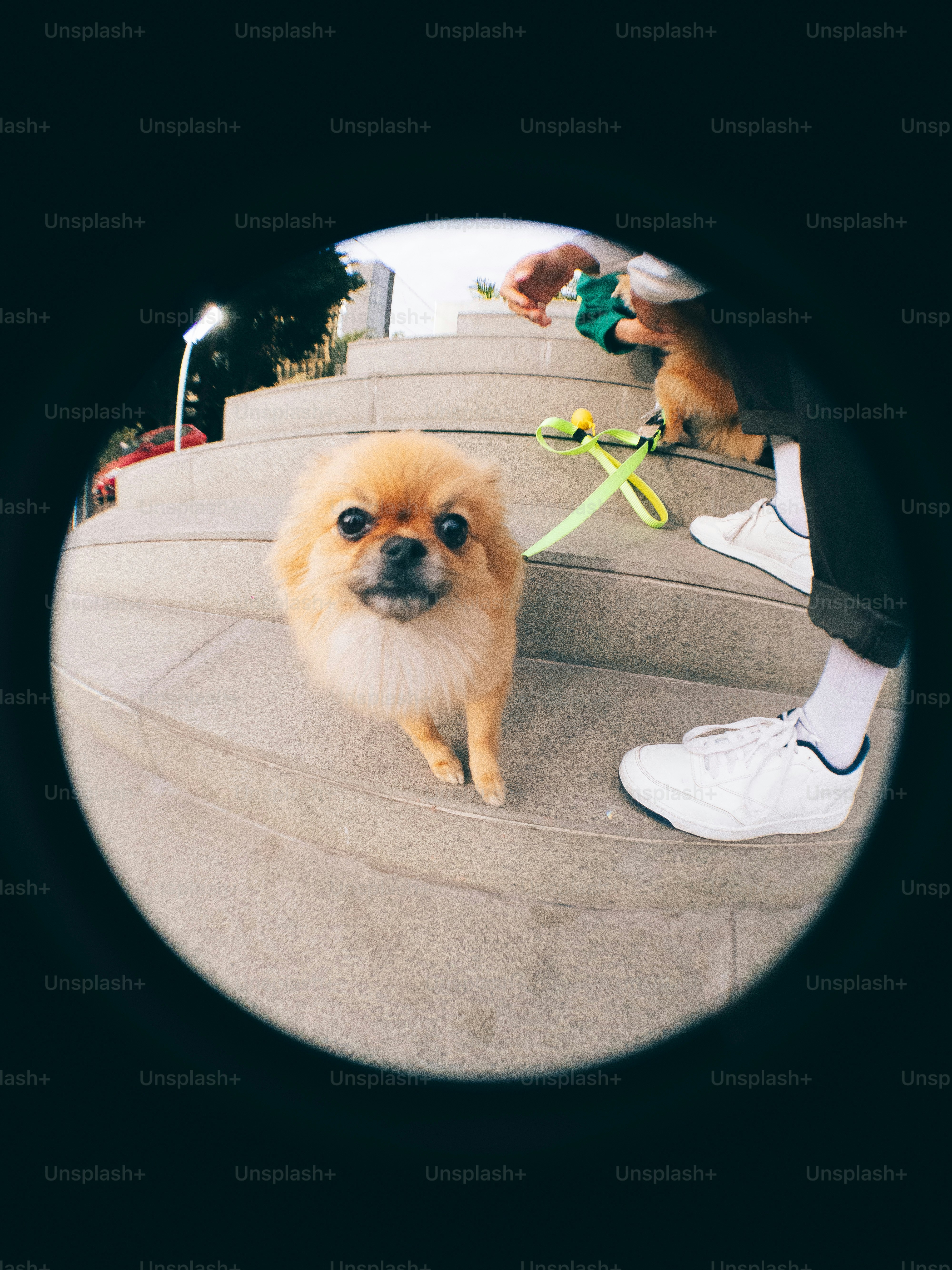 A small brown dog standing on top of a set of stairs
