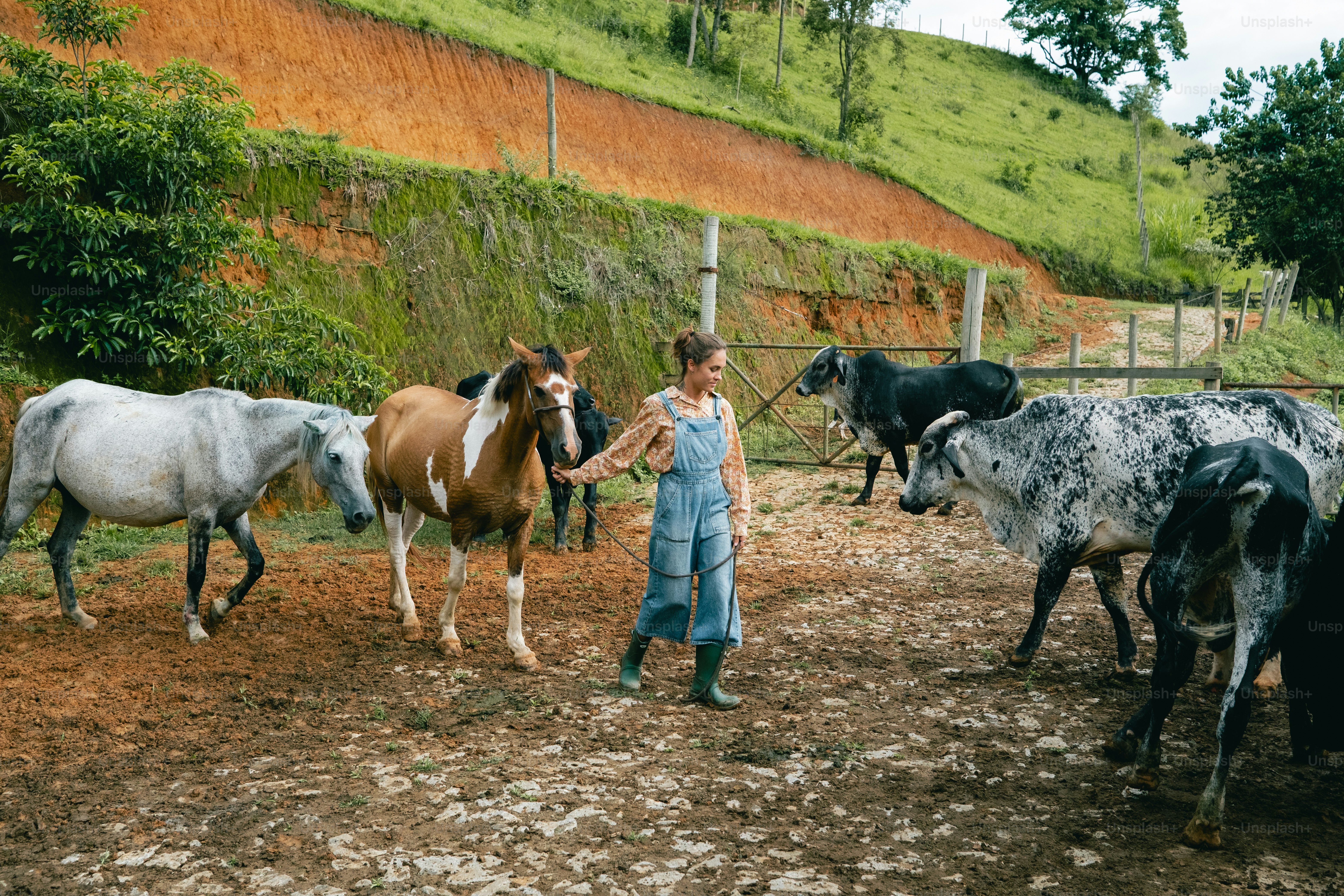 Um menino jovem, ficar, ao lado, um, rebanho, de, cavalos