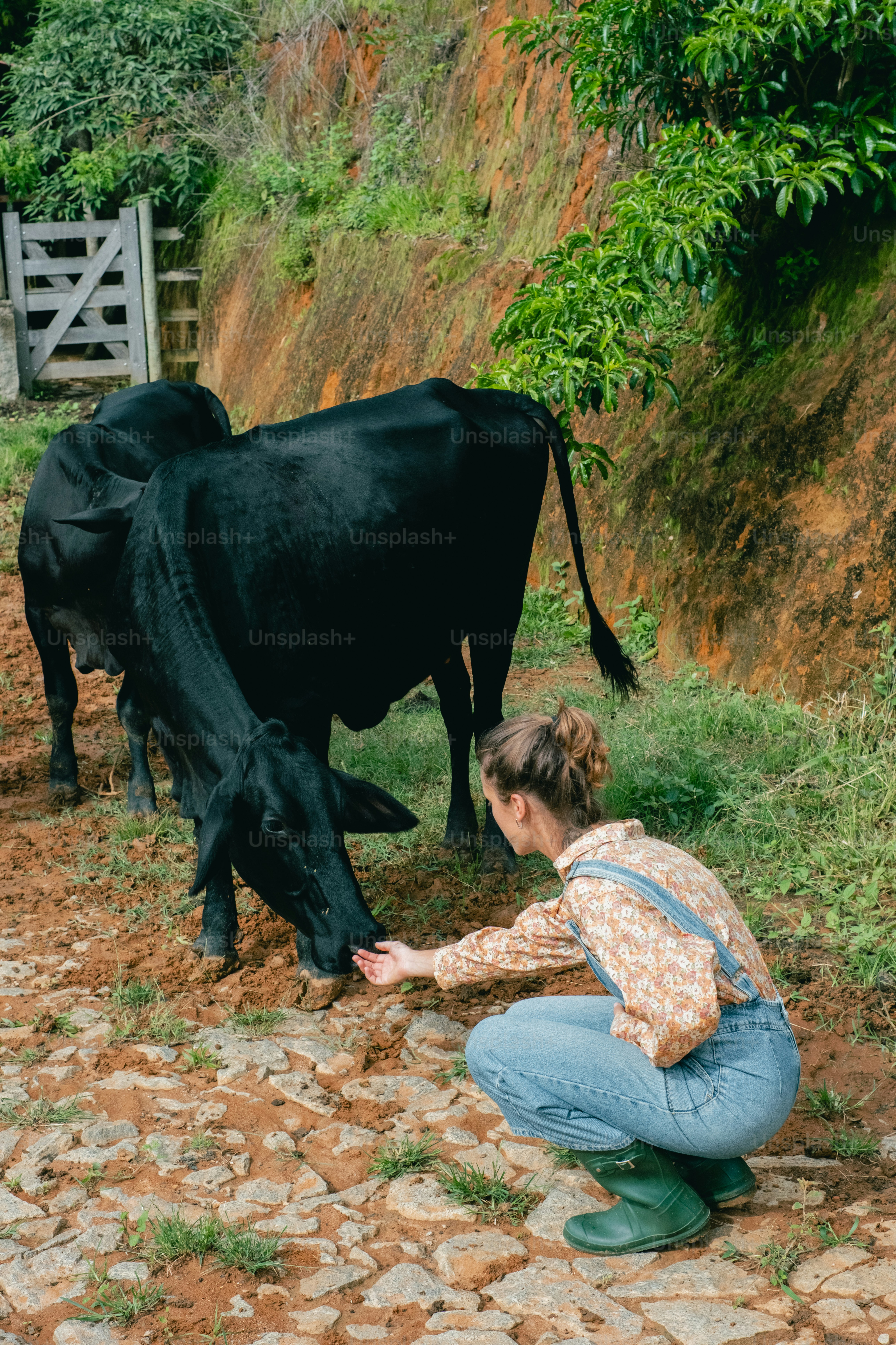 Uma mulher ajoelhada ao lado de uma vaca preta