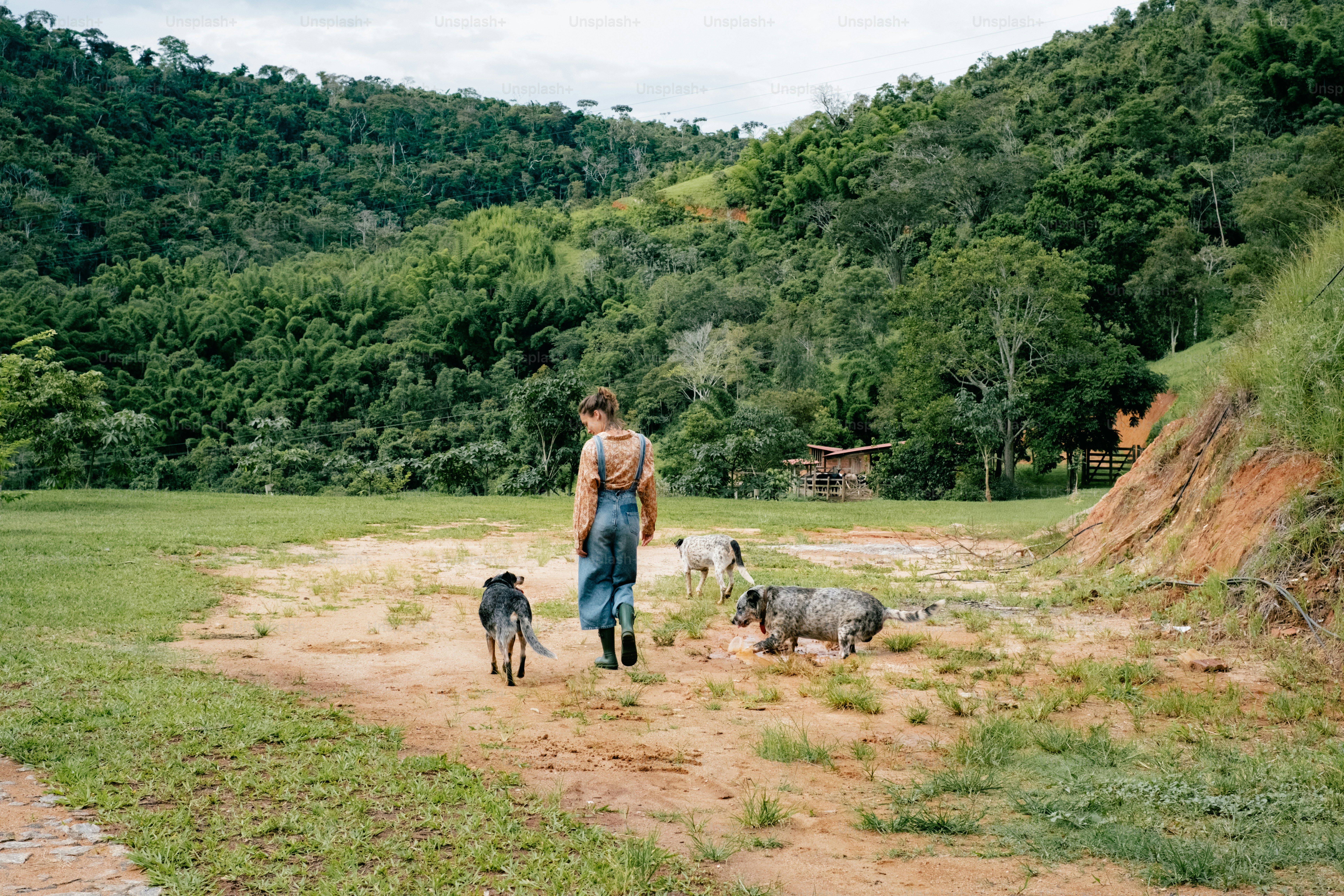 Um homem andando dois cachorros em um campo