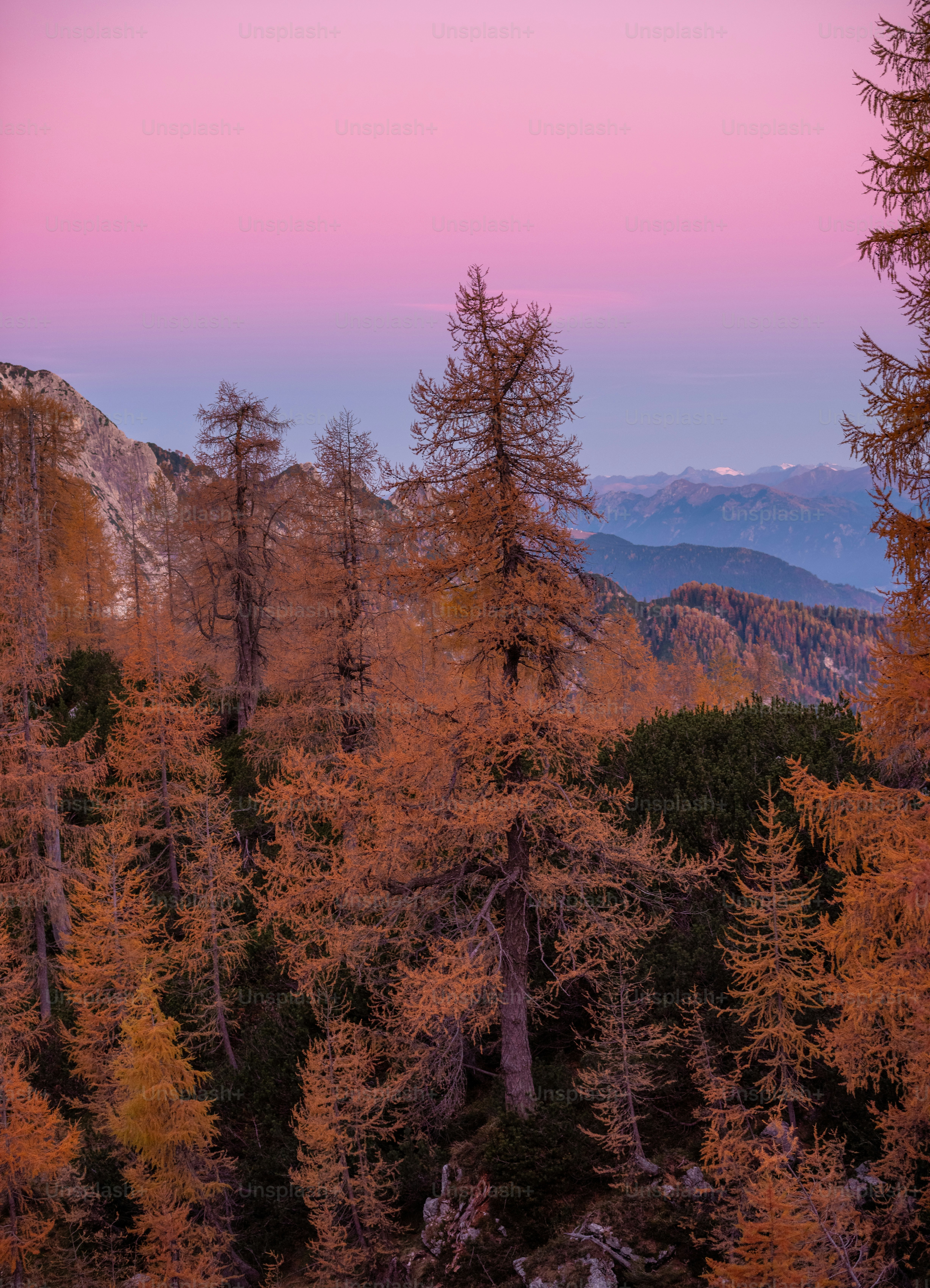 A view of a mountain range with trees in the foreground