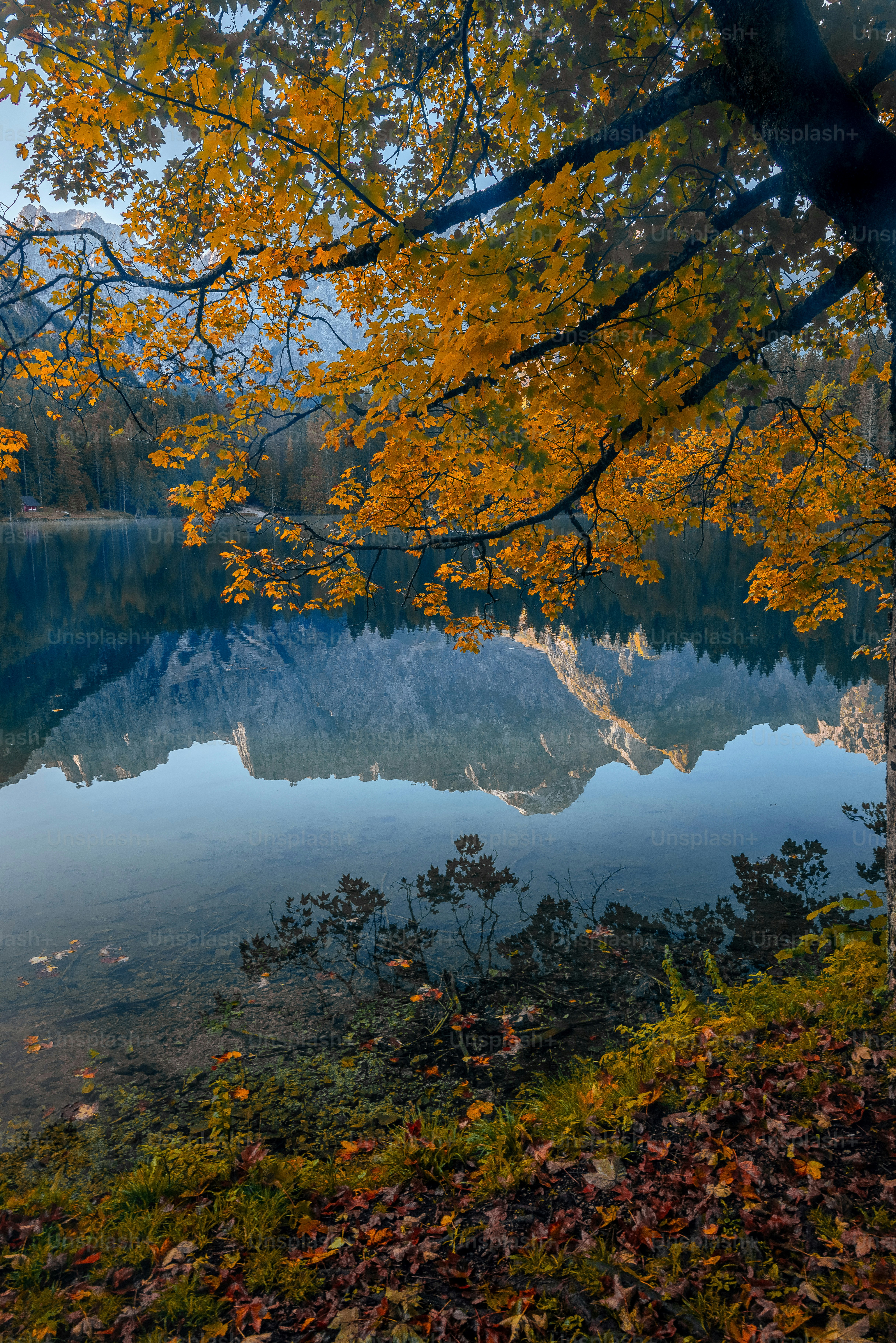 A large body of water surrounded by trees