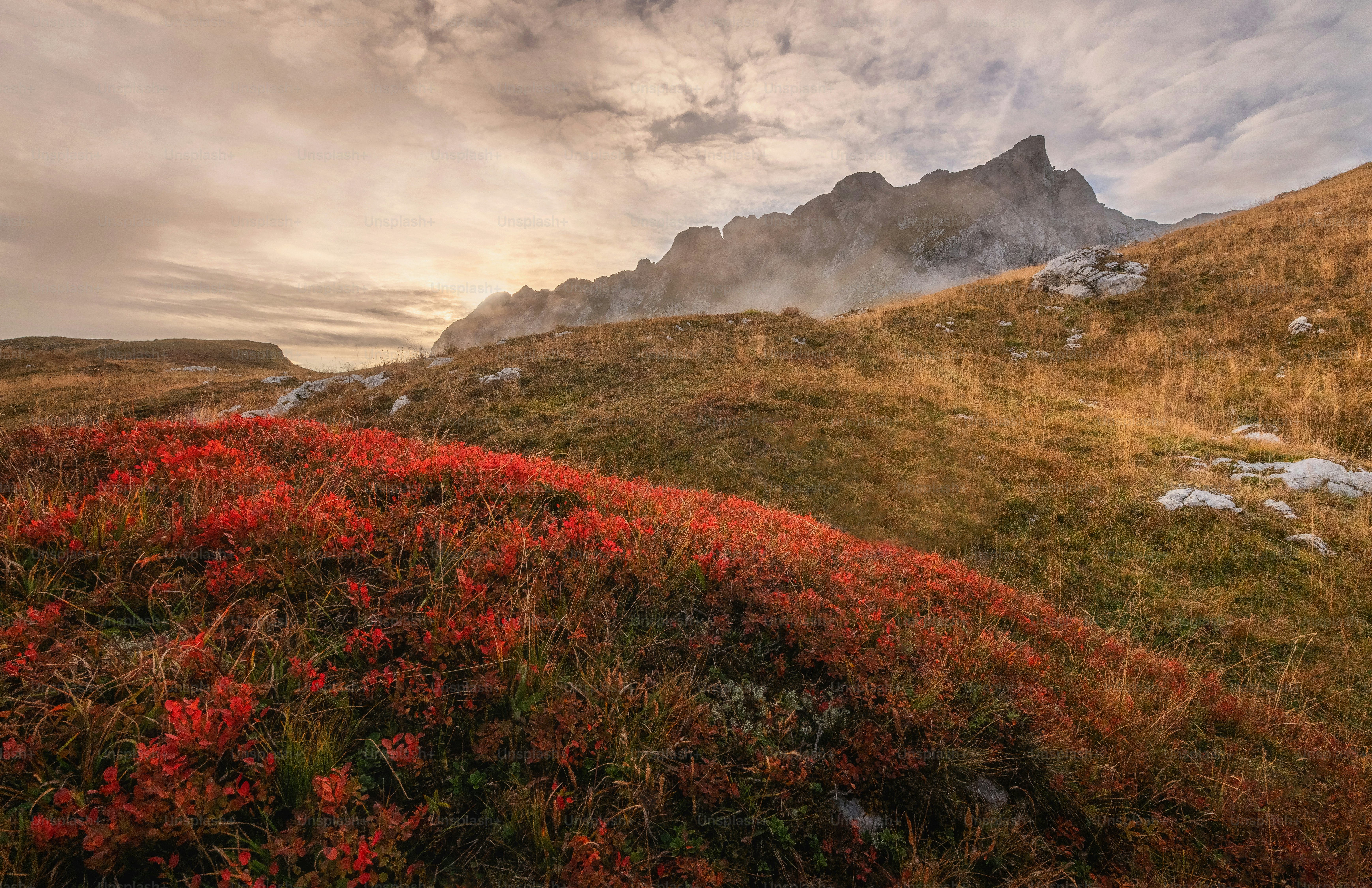 A grassy field with a mountain in the background