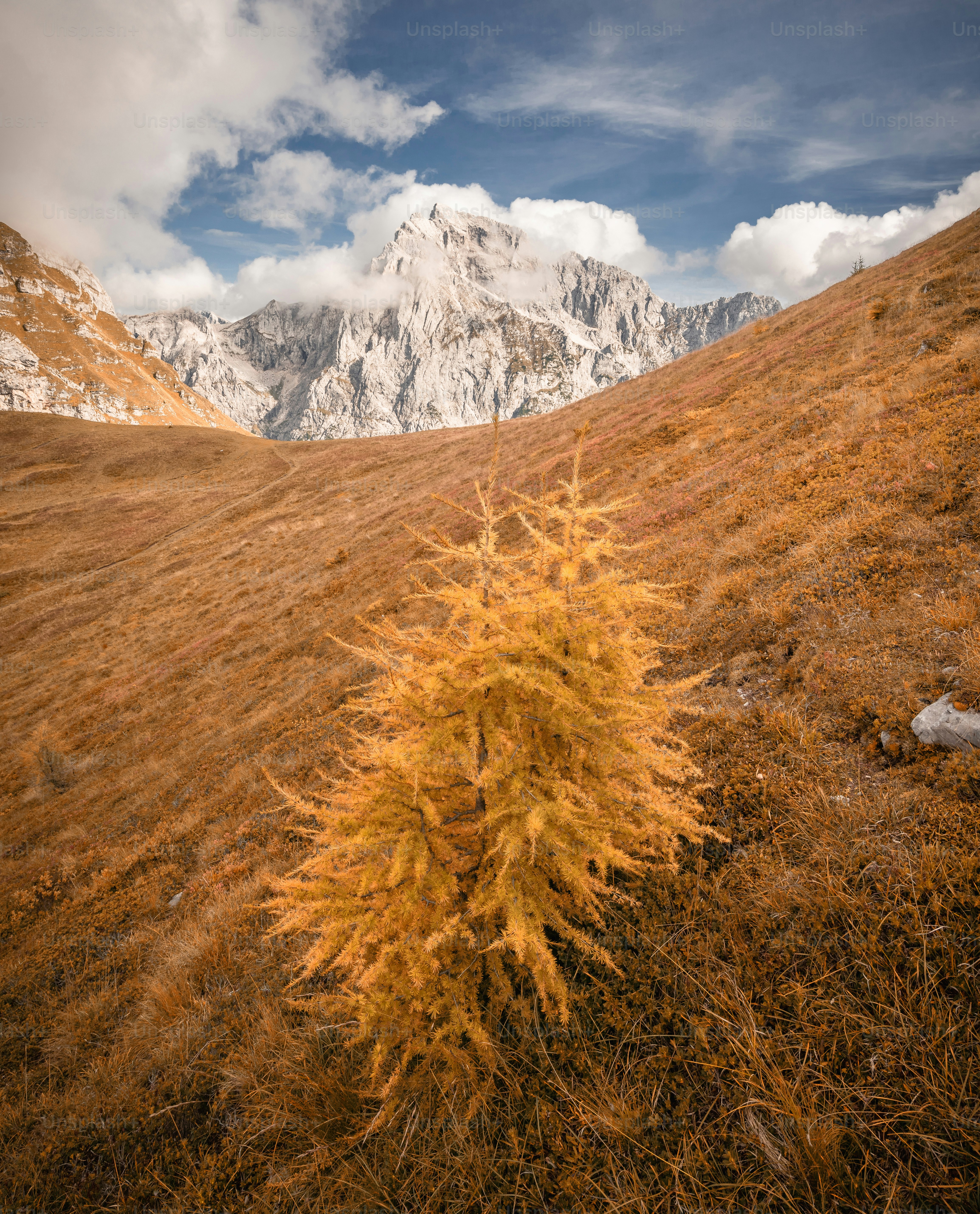 A small tree in the middle of a field