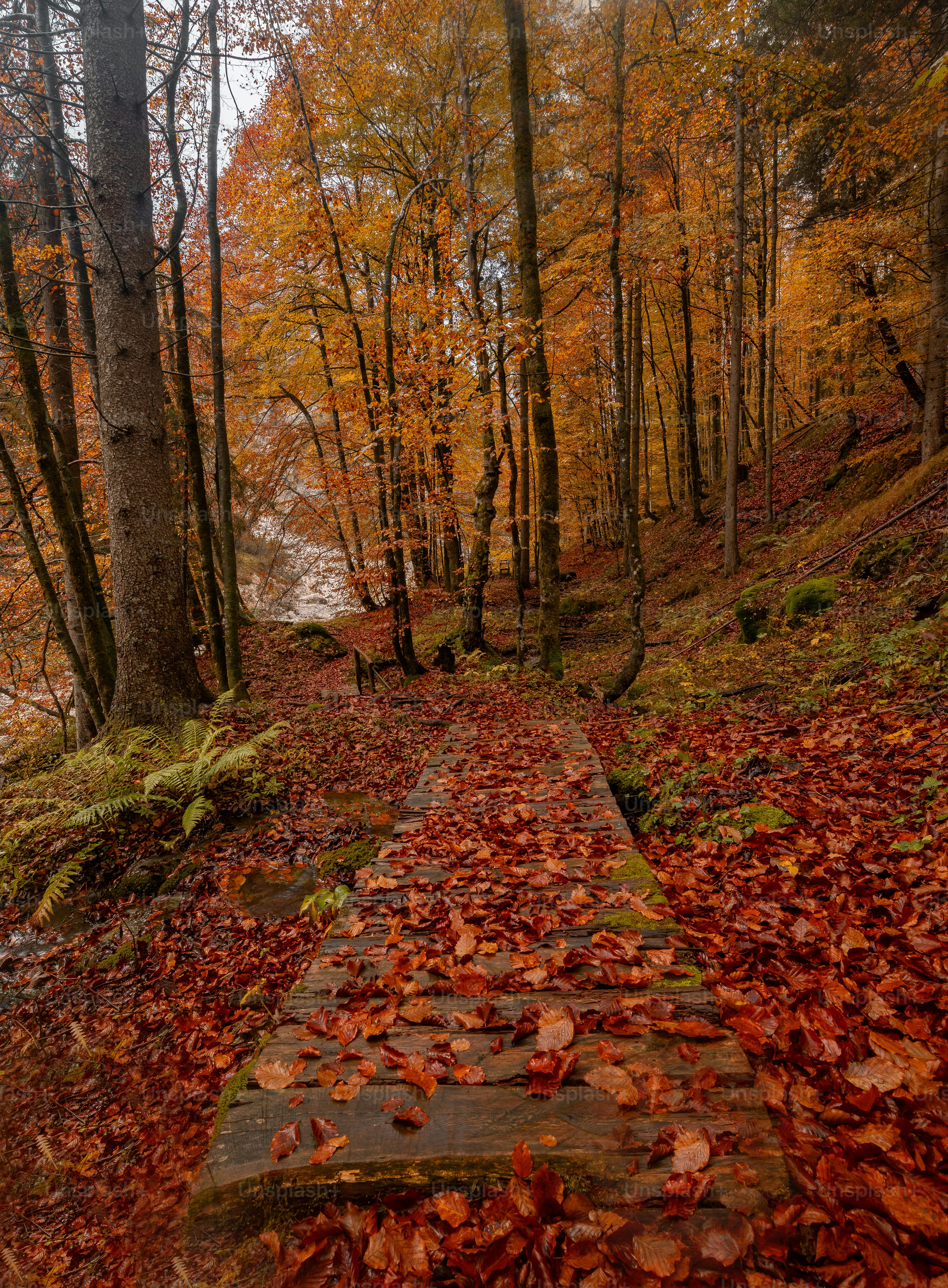 Um caminho na floresta com folhas no chão foto – Imagem sobre Outono na  Unsplash, image size:3000x4076