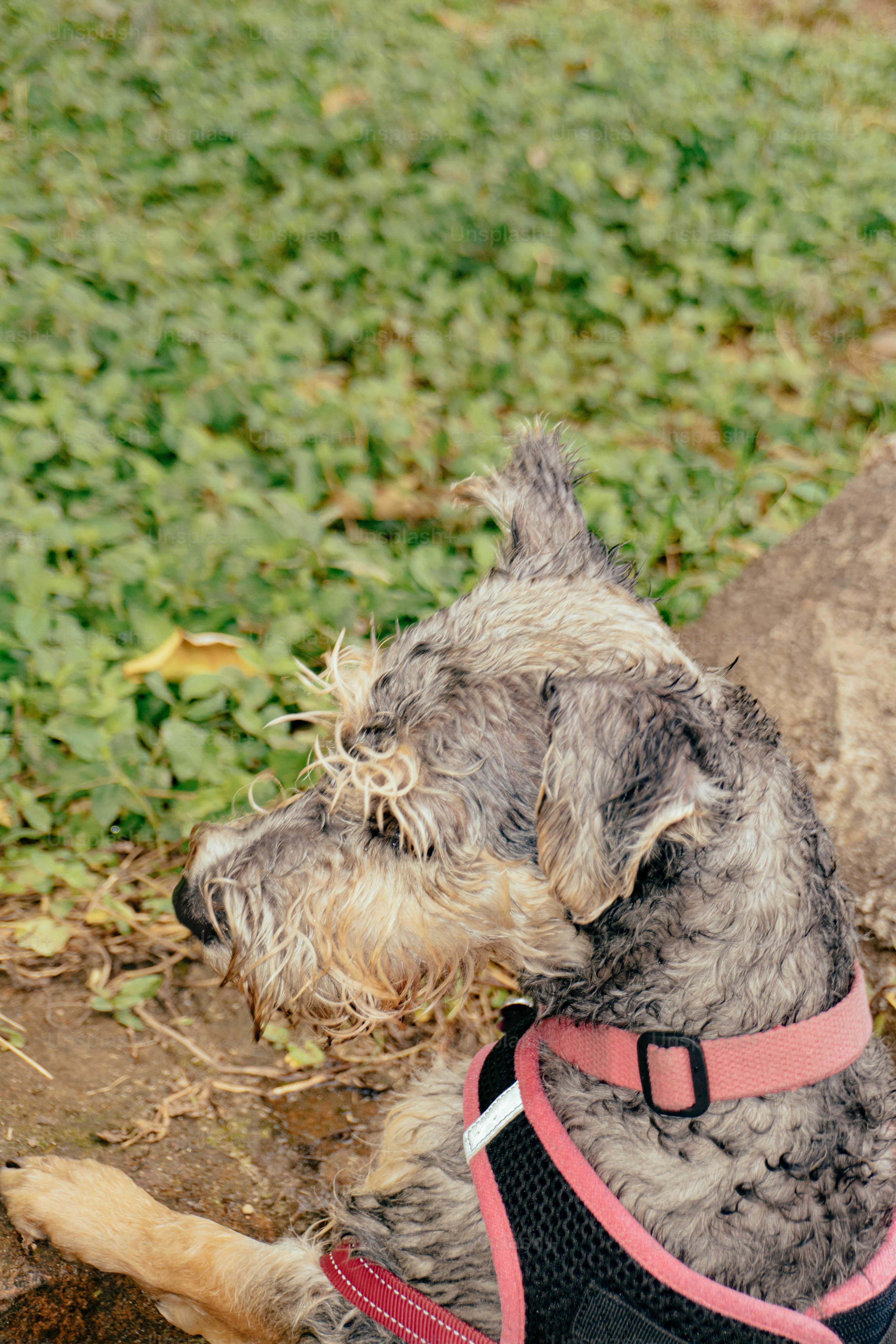 A dog wearing a harness sitting on the ground