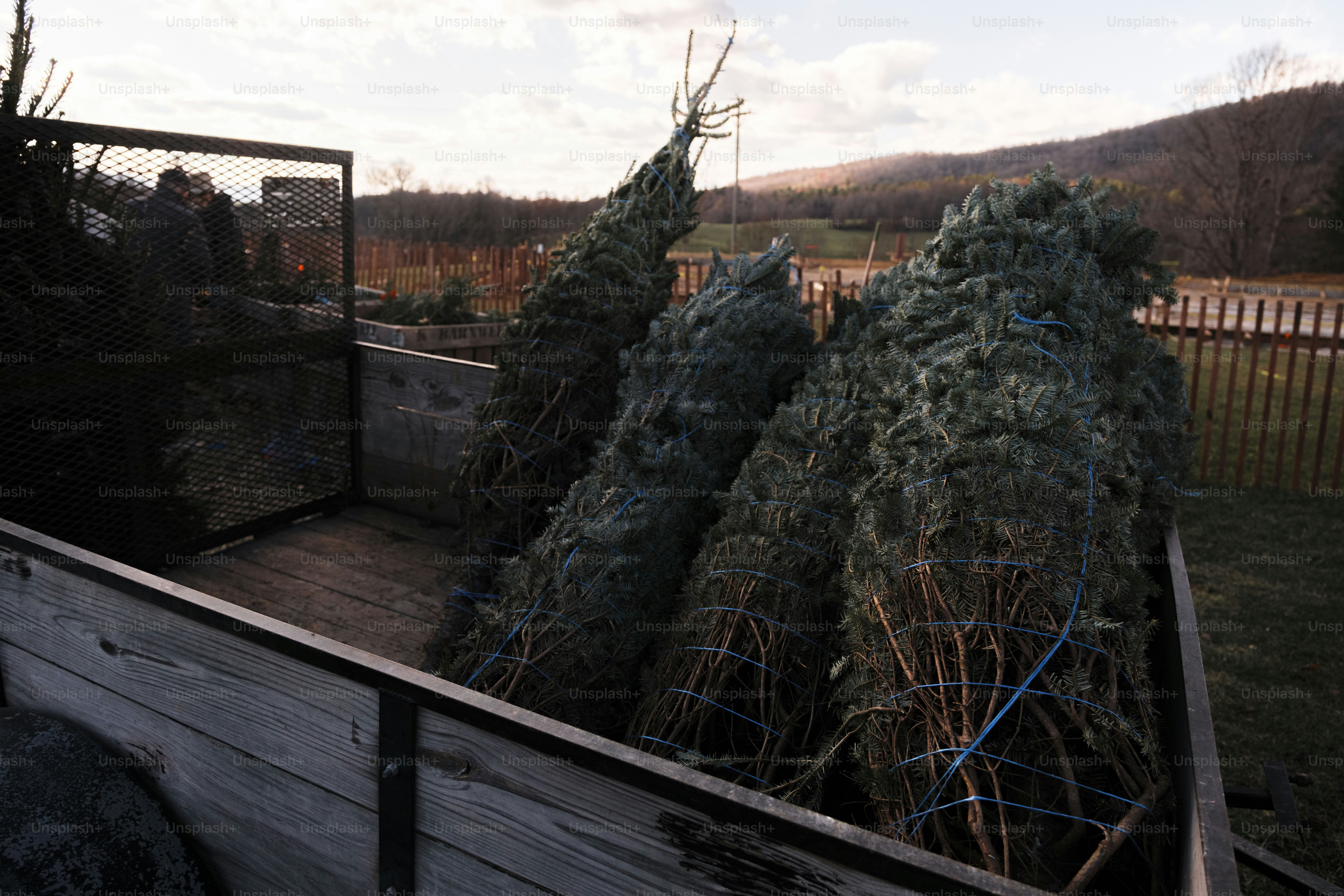 A row of christmas trees in a yard