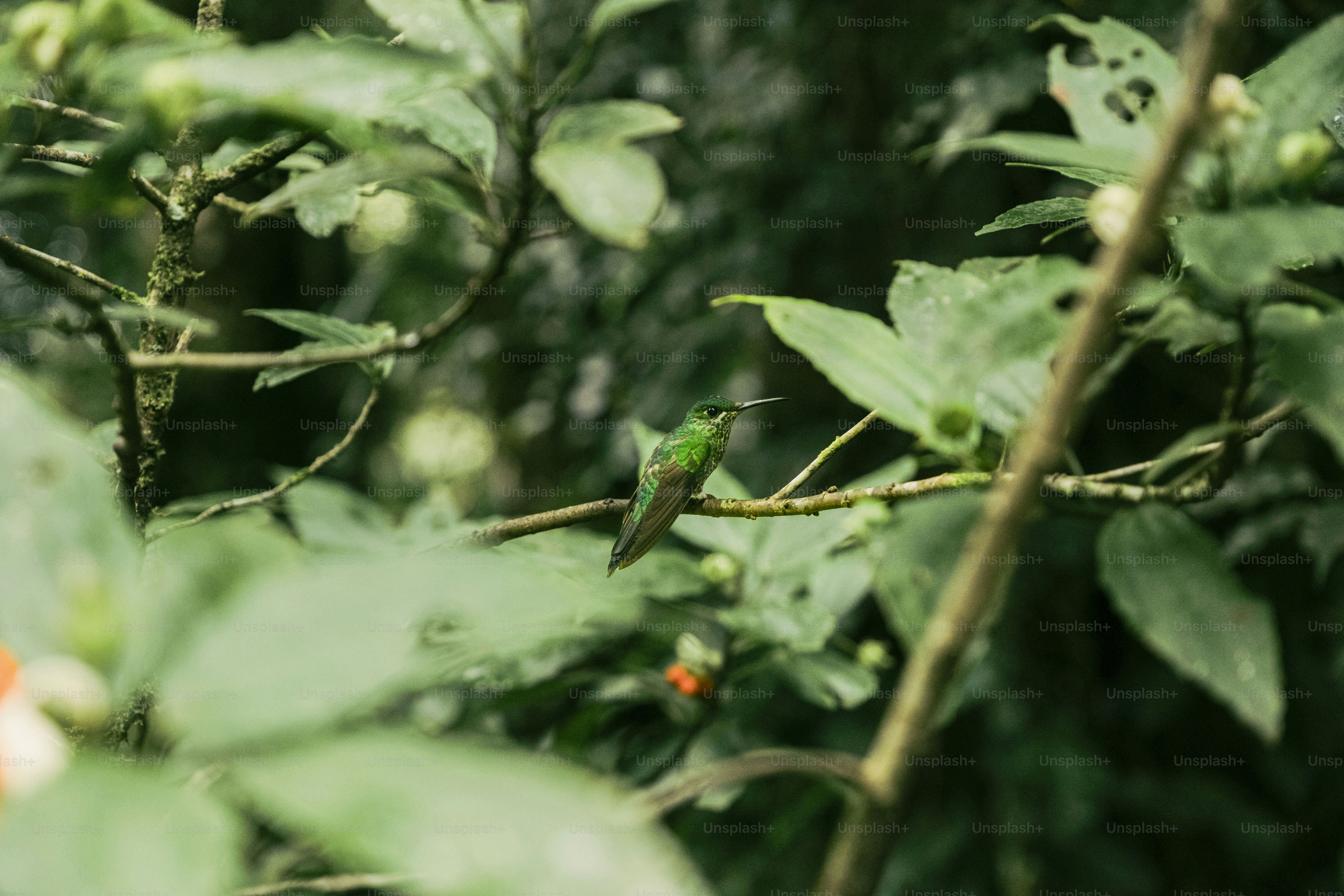 A small green bird perched on a tree branch