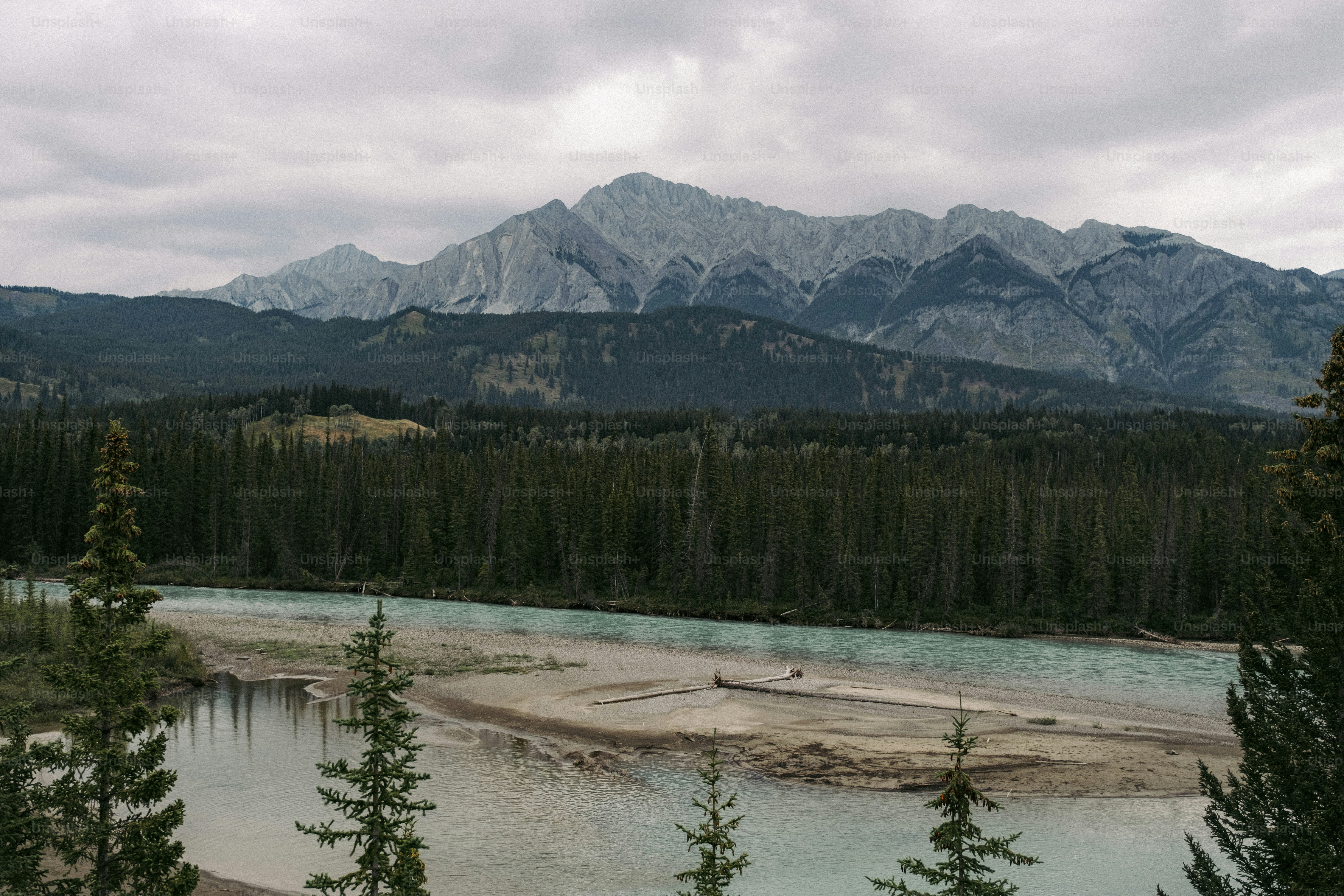 A river running through a lush green forest