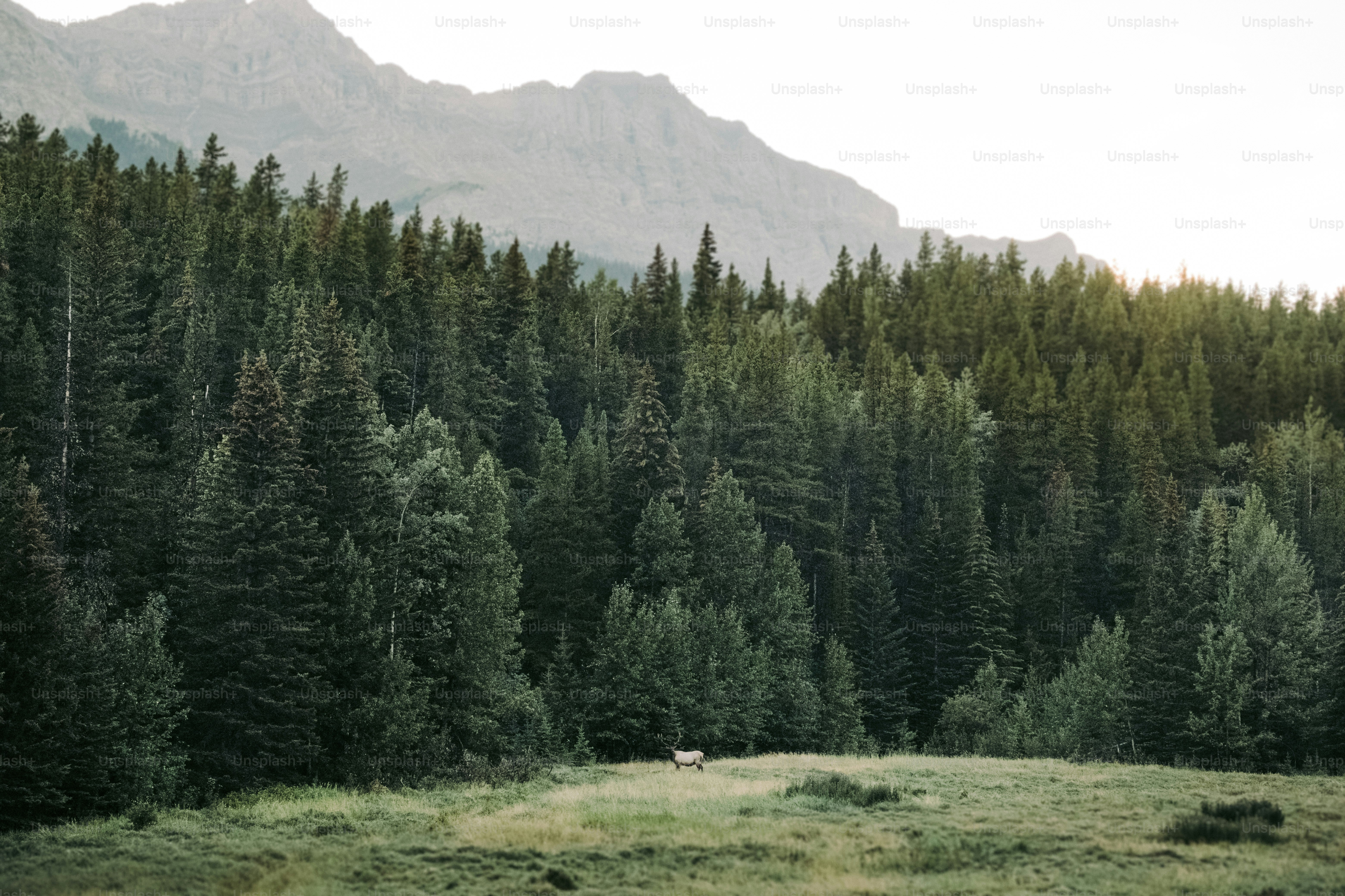 A grassy field with trees and a mountain in the background