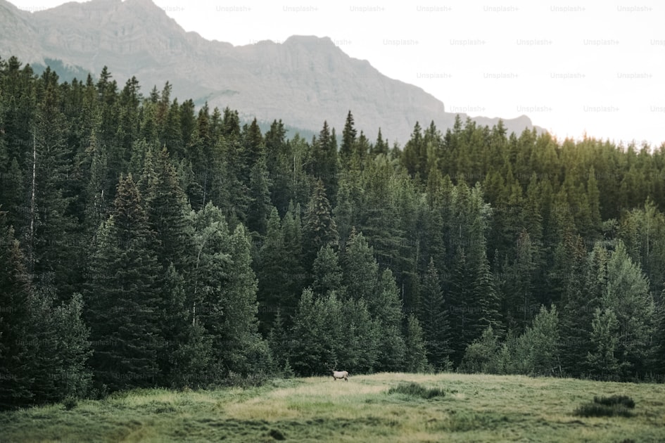 Desert mountain landscape in Arizona with saguaro cactus at sunset
