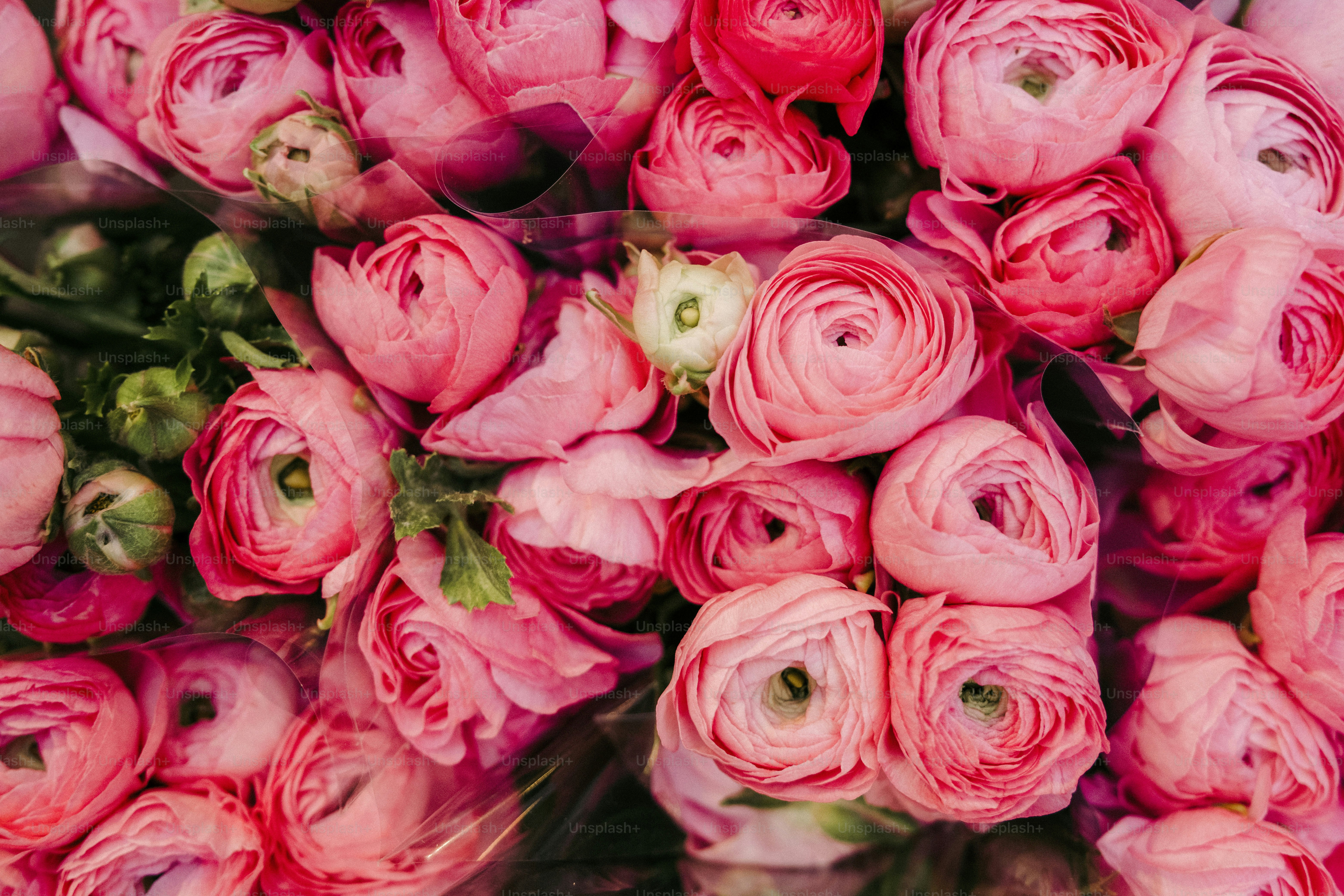 A large bouquet of pink flowers with green leaves photo – Pink flower ...