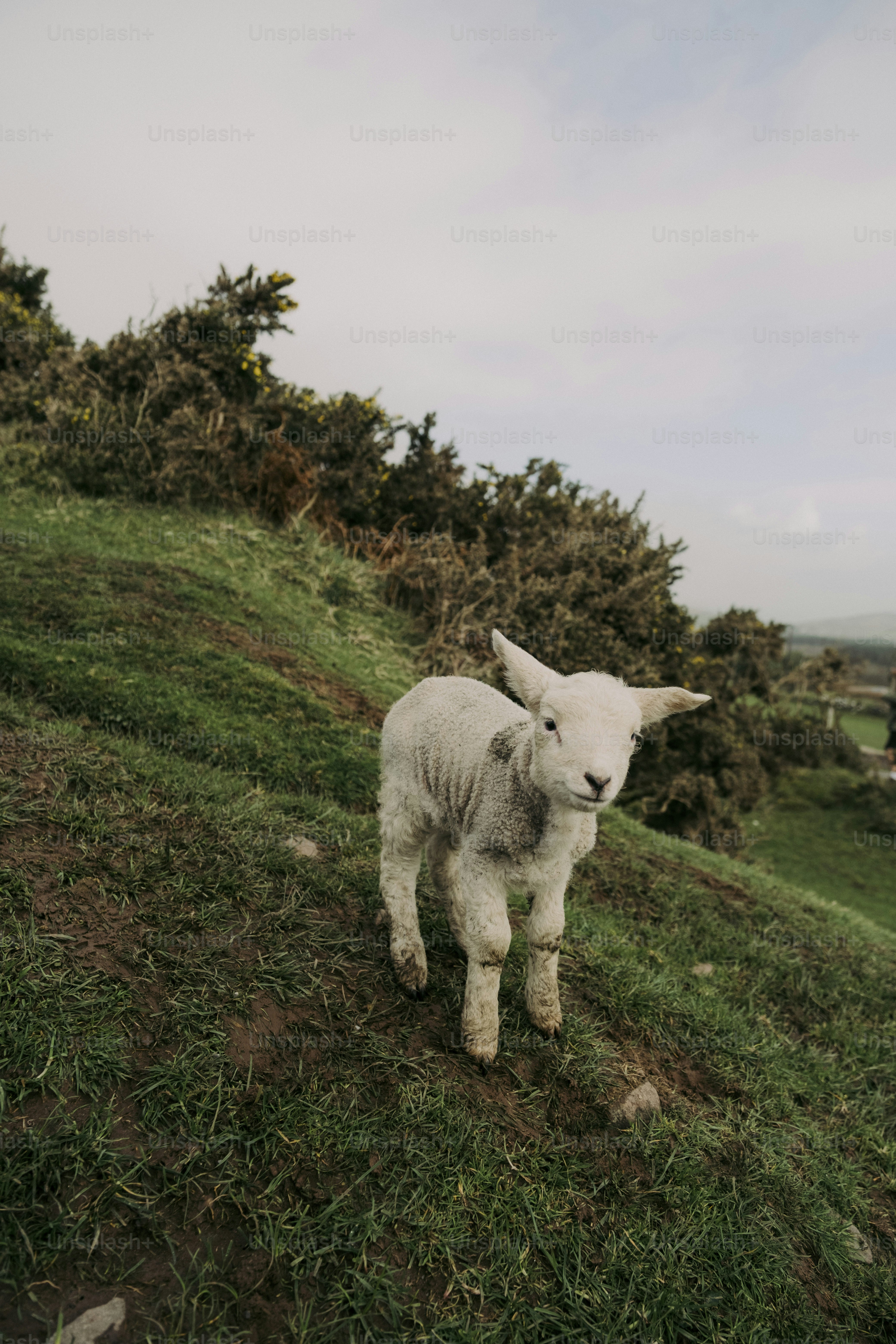 Uma ovelha branca em pé no topo de uma encosta verde exuberante