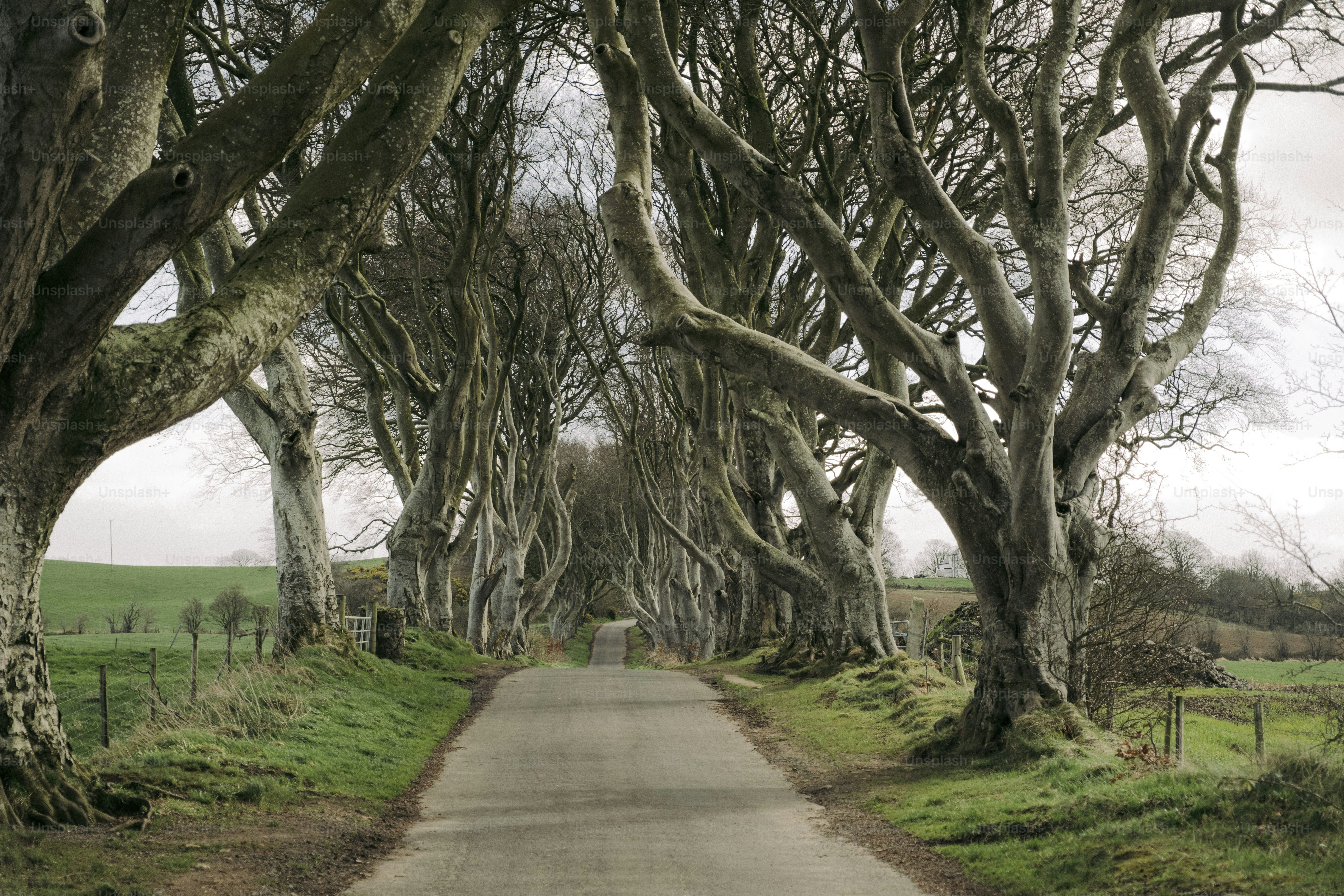 A road lined with trees on both sides of it