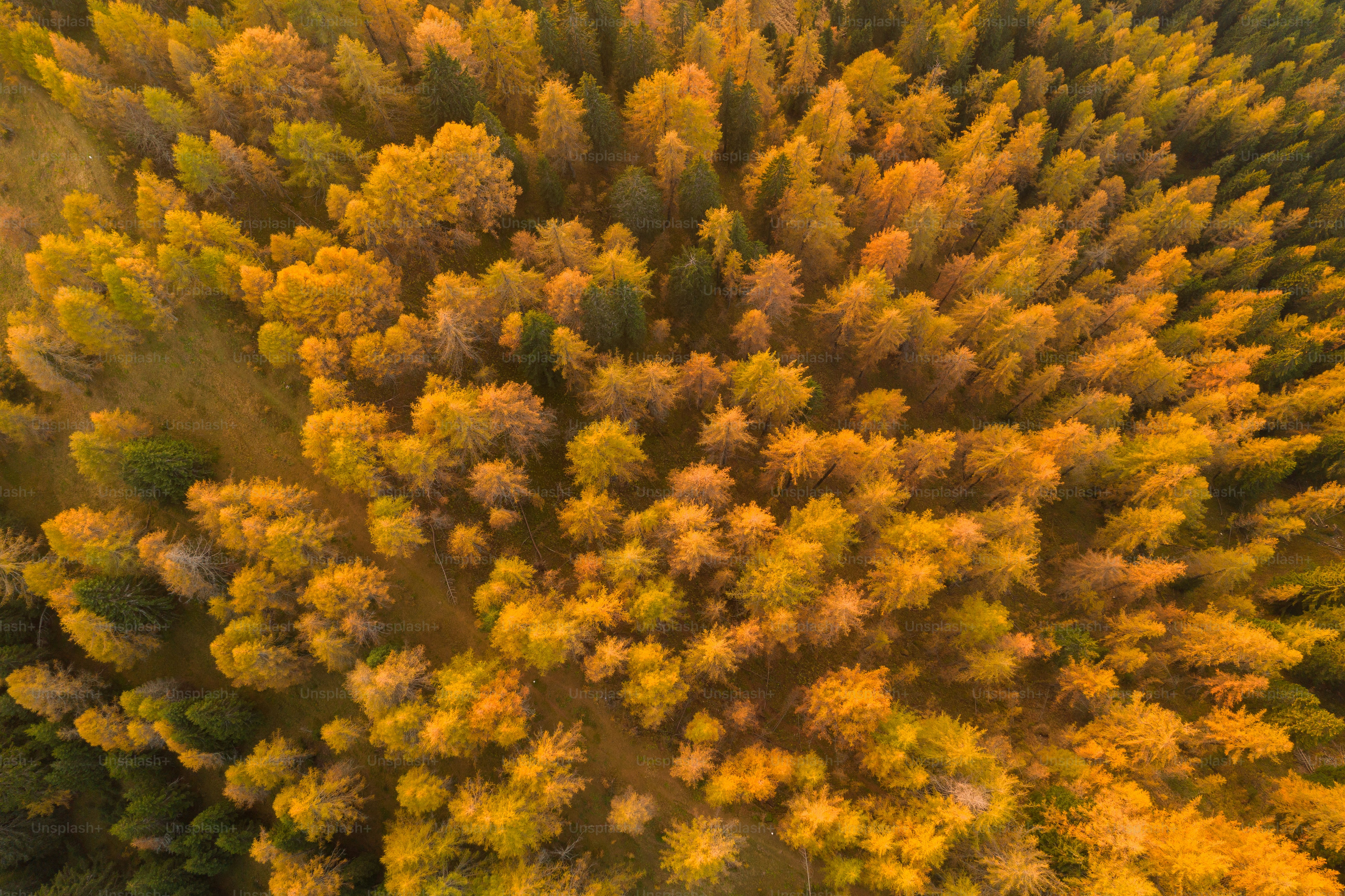 An aerial view of a tree with yellow leaves