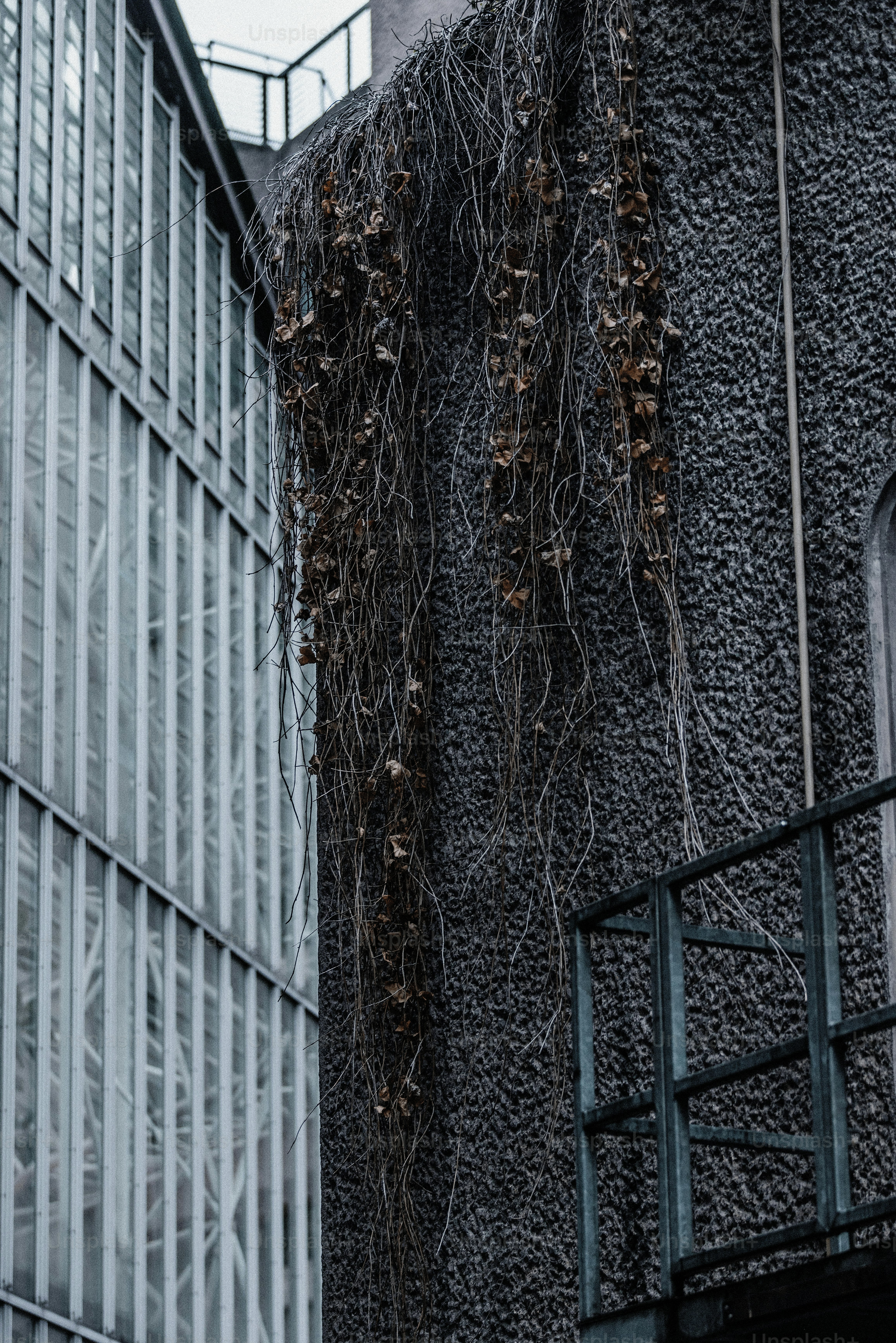 A building with vines growing on the side of it photo – Architecture ...