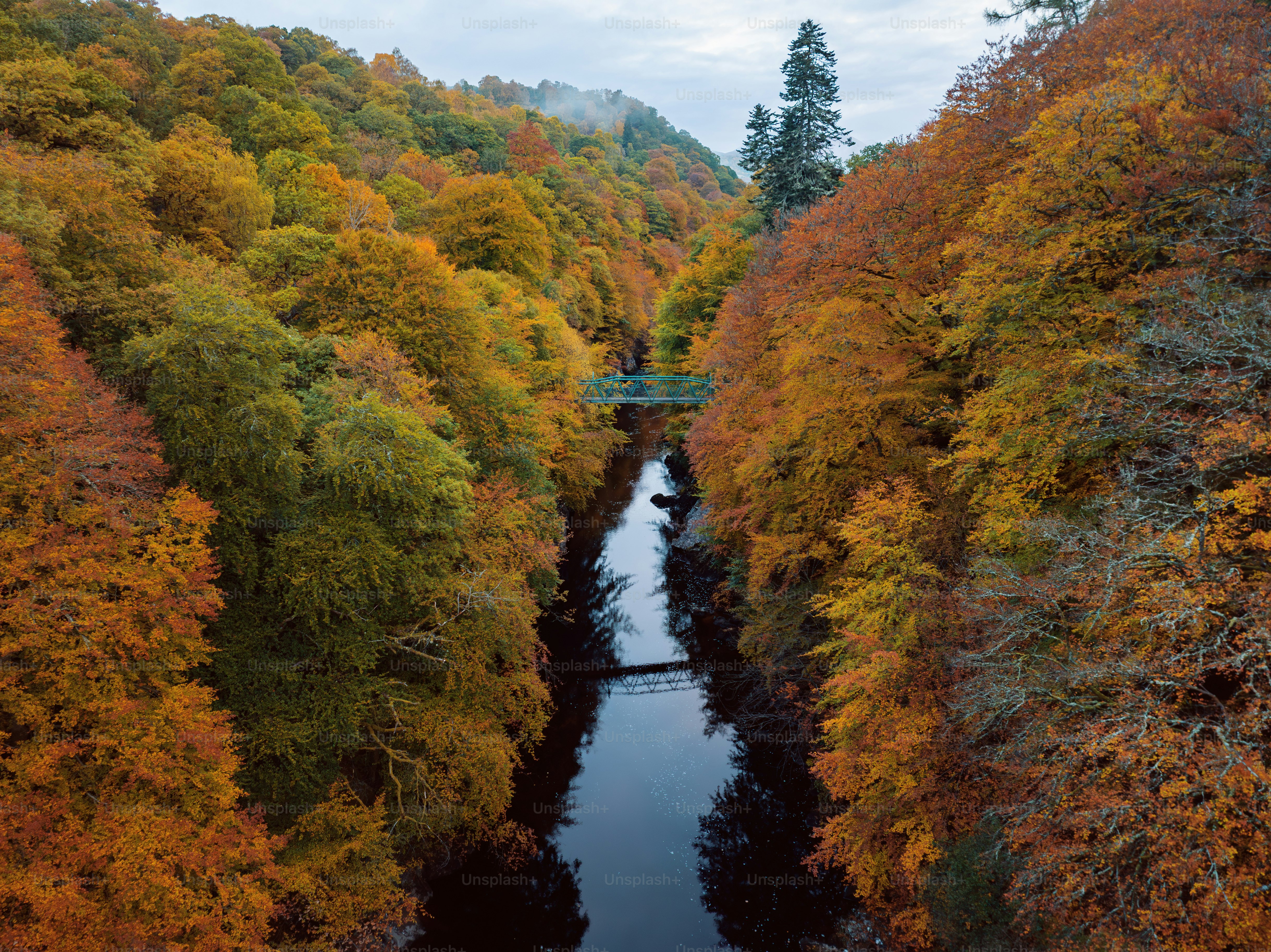 A group of trees with yellow and red leaves photo – Forest Image on ...