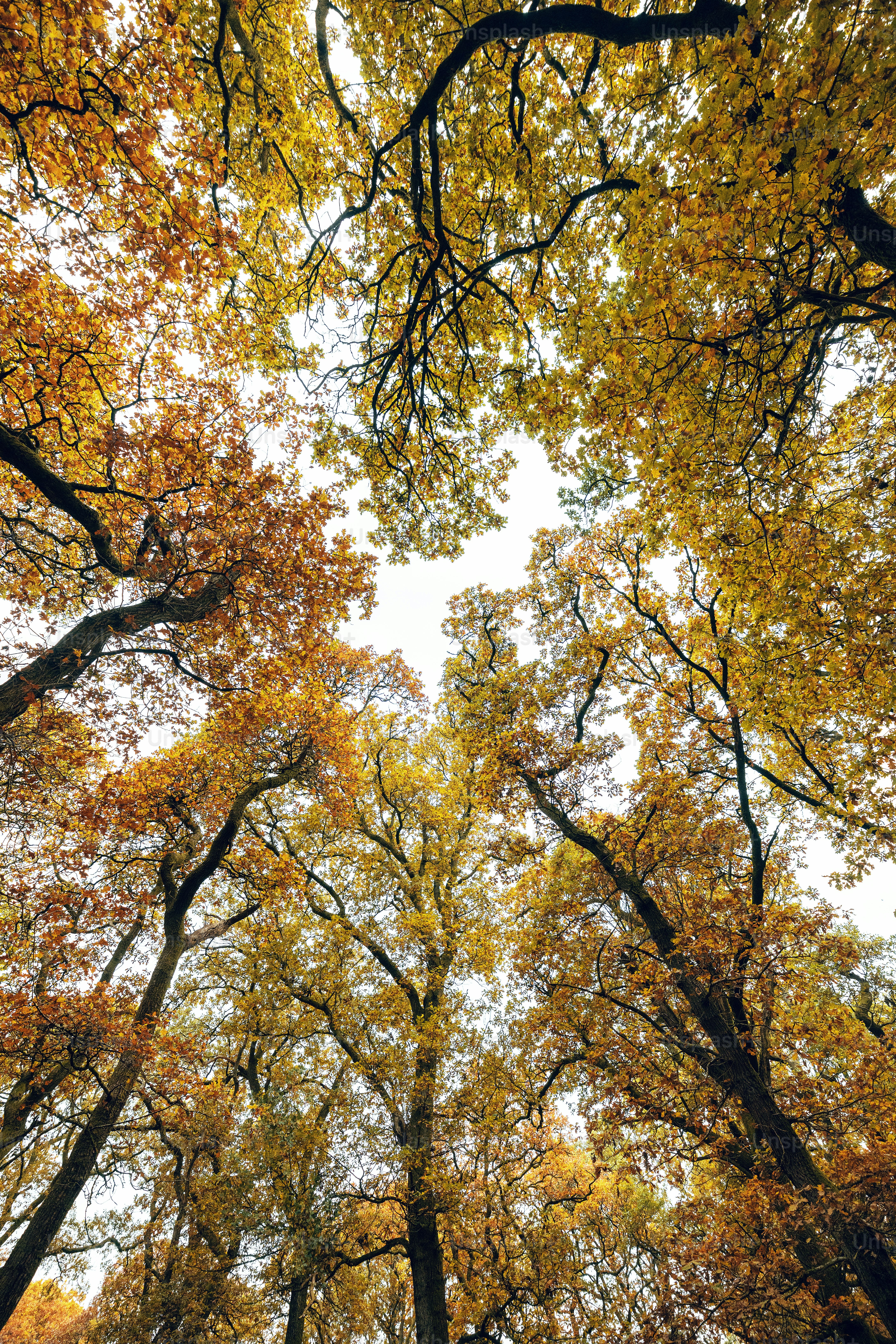 A group of trees with yellow and red leaves photo – Forest Image on ...
