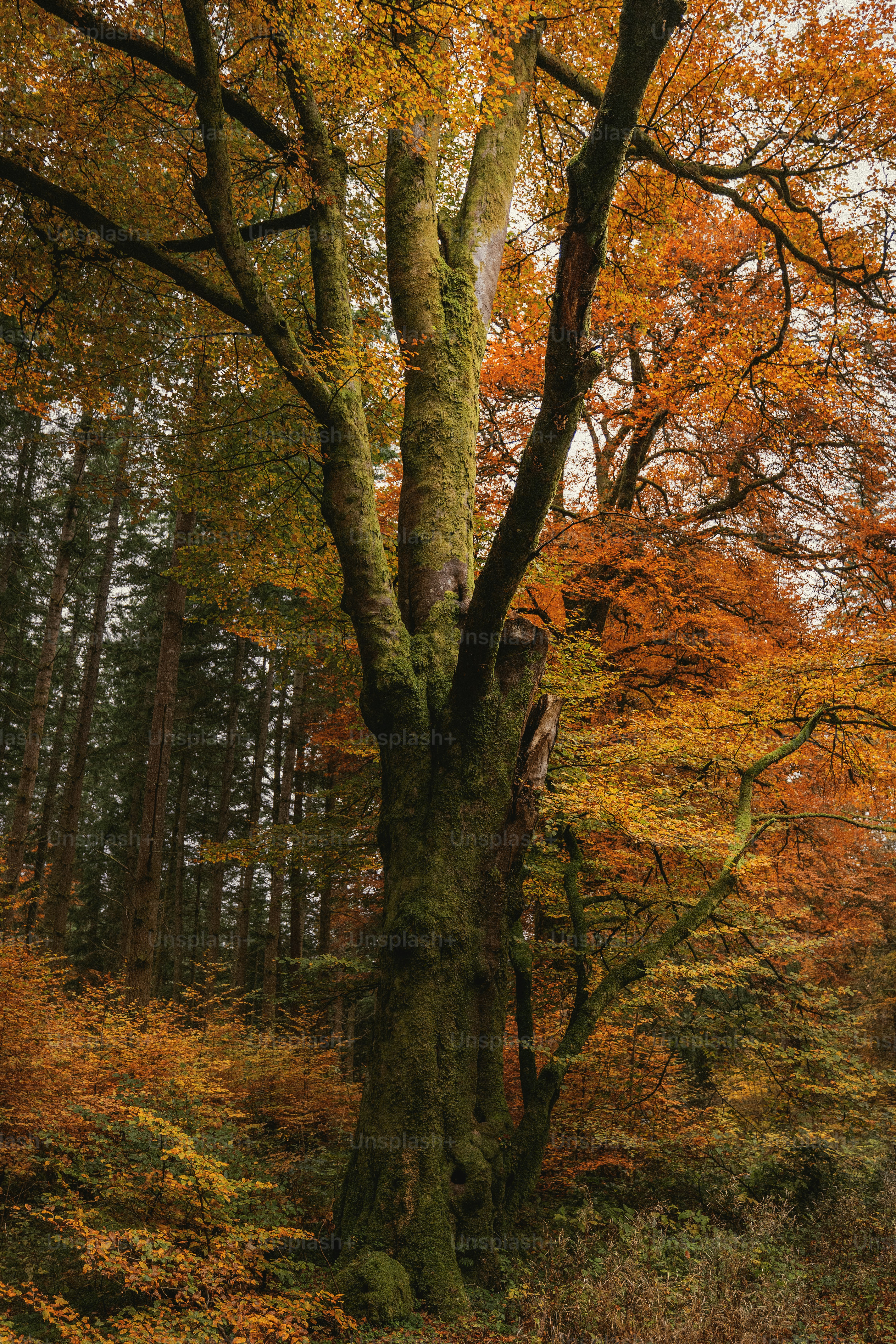A large tree in the middle of a forest photo – Autumn Image on Unsplash
