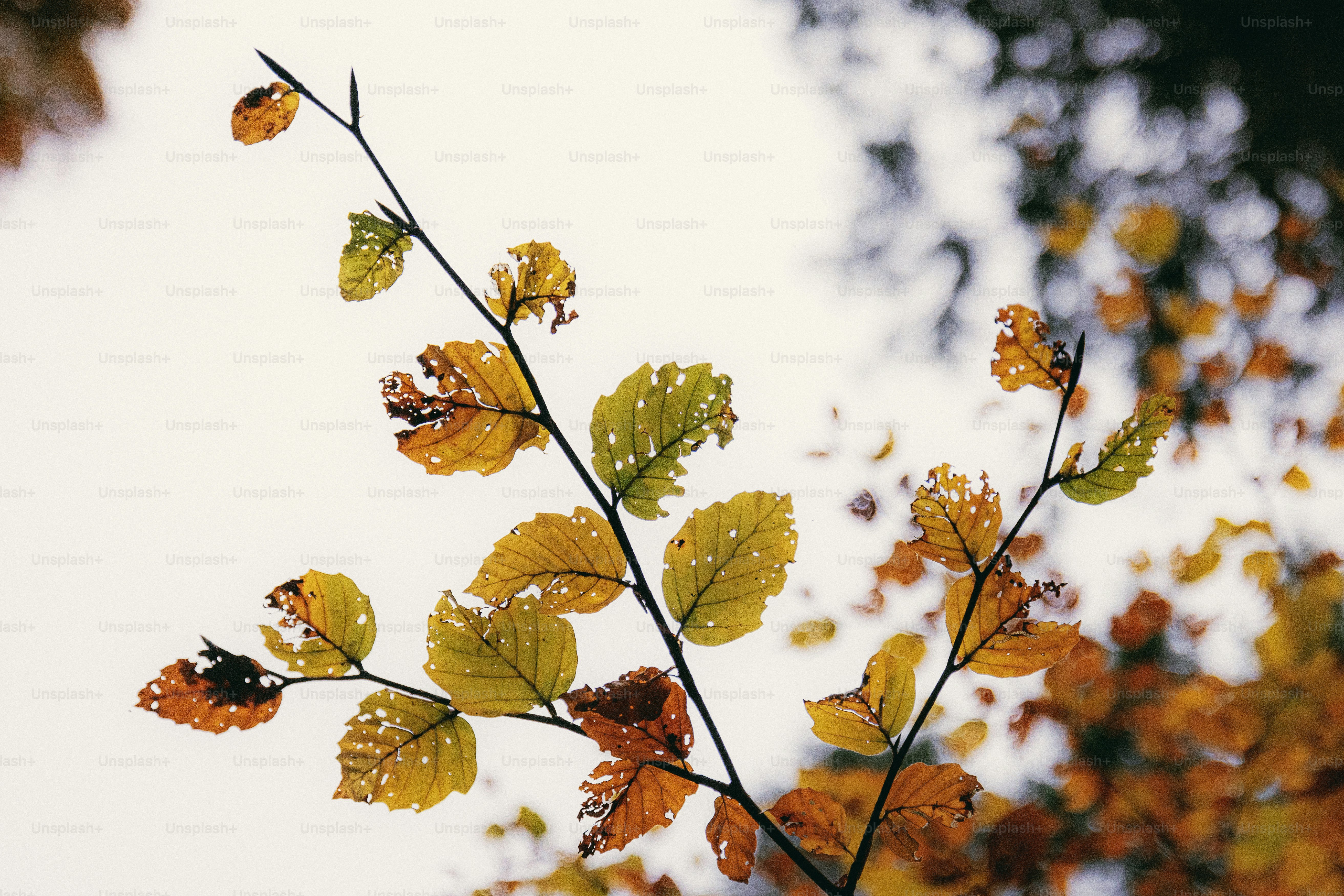A group of trees with yellow and red leaves photo – Forest Image on ...