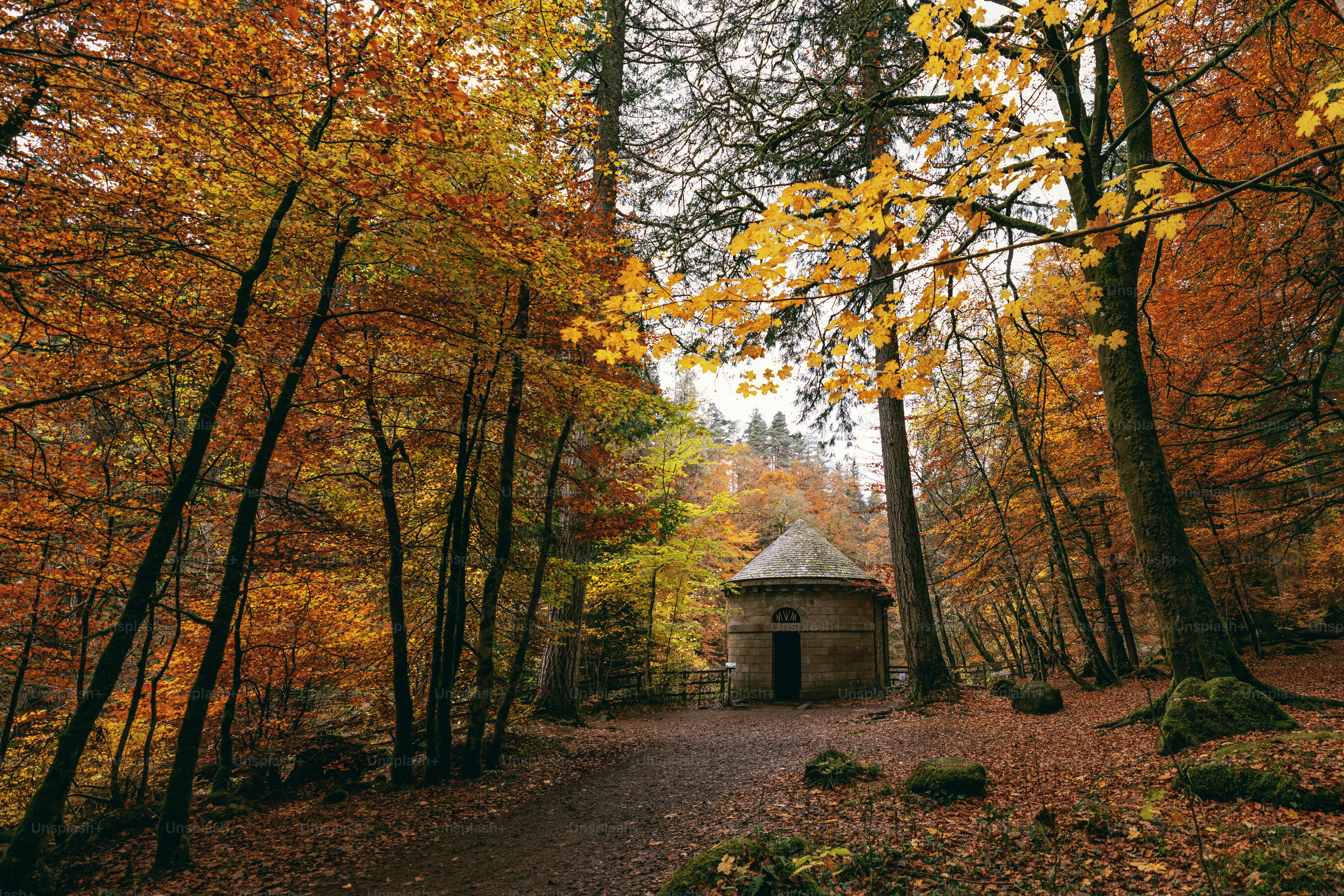 A path in a forest with trees with yellow and orange leaves